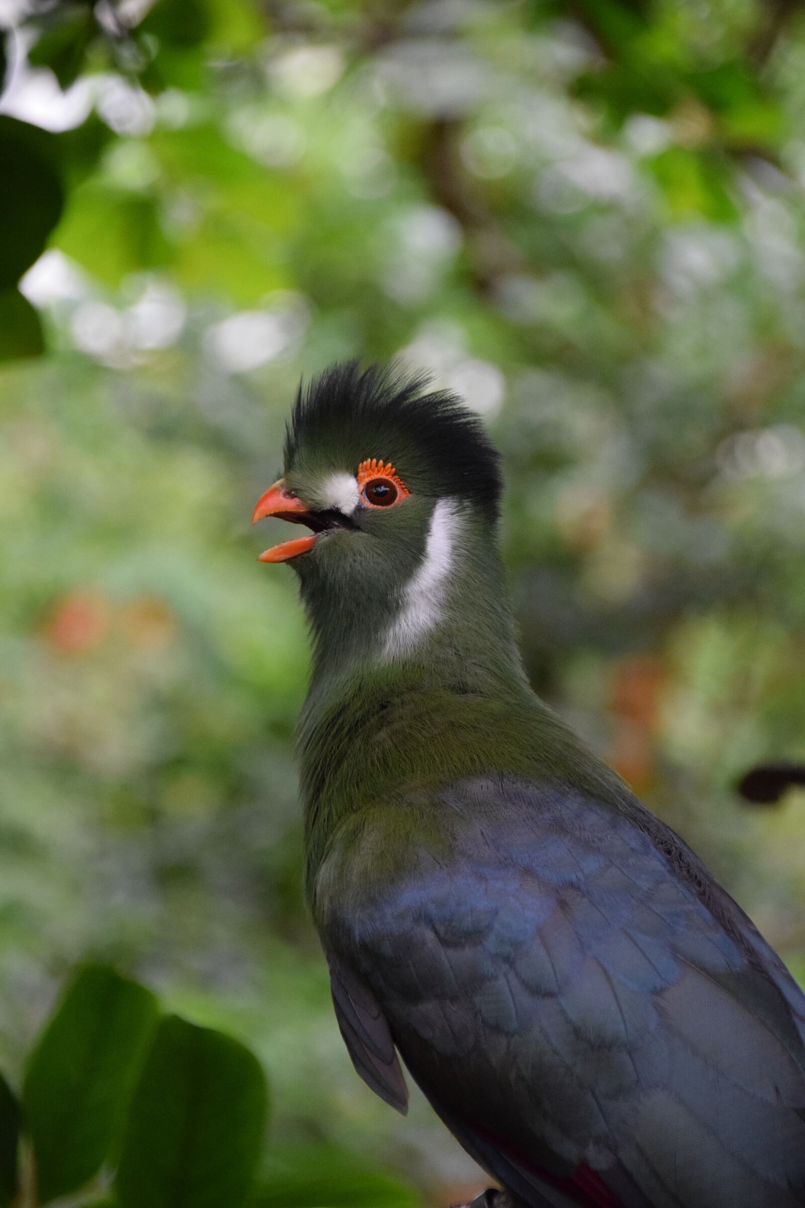 Nikon D5300 sample photo. Exotic bird, garden, nature photography