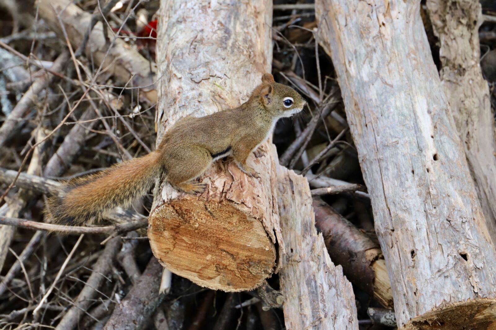 Canon EOS 6D Mark II + Canon EF 24-105mm F3.5-5.6 IS STM sample photo. Forest, squirrel, t photography