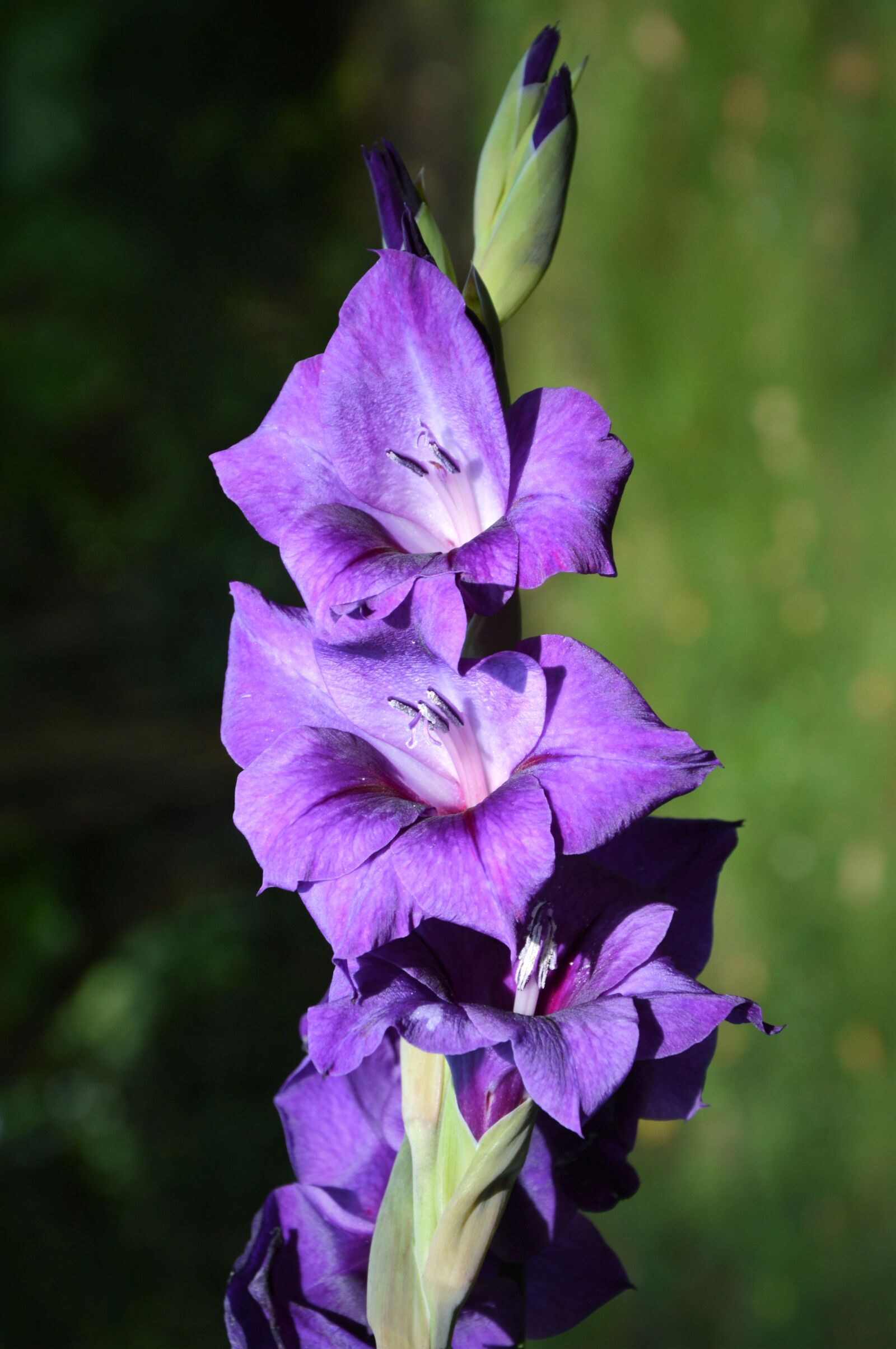 Nikon D3200 sample photo. Gladiolus, gladidus, butterfly greenhouse photography