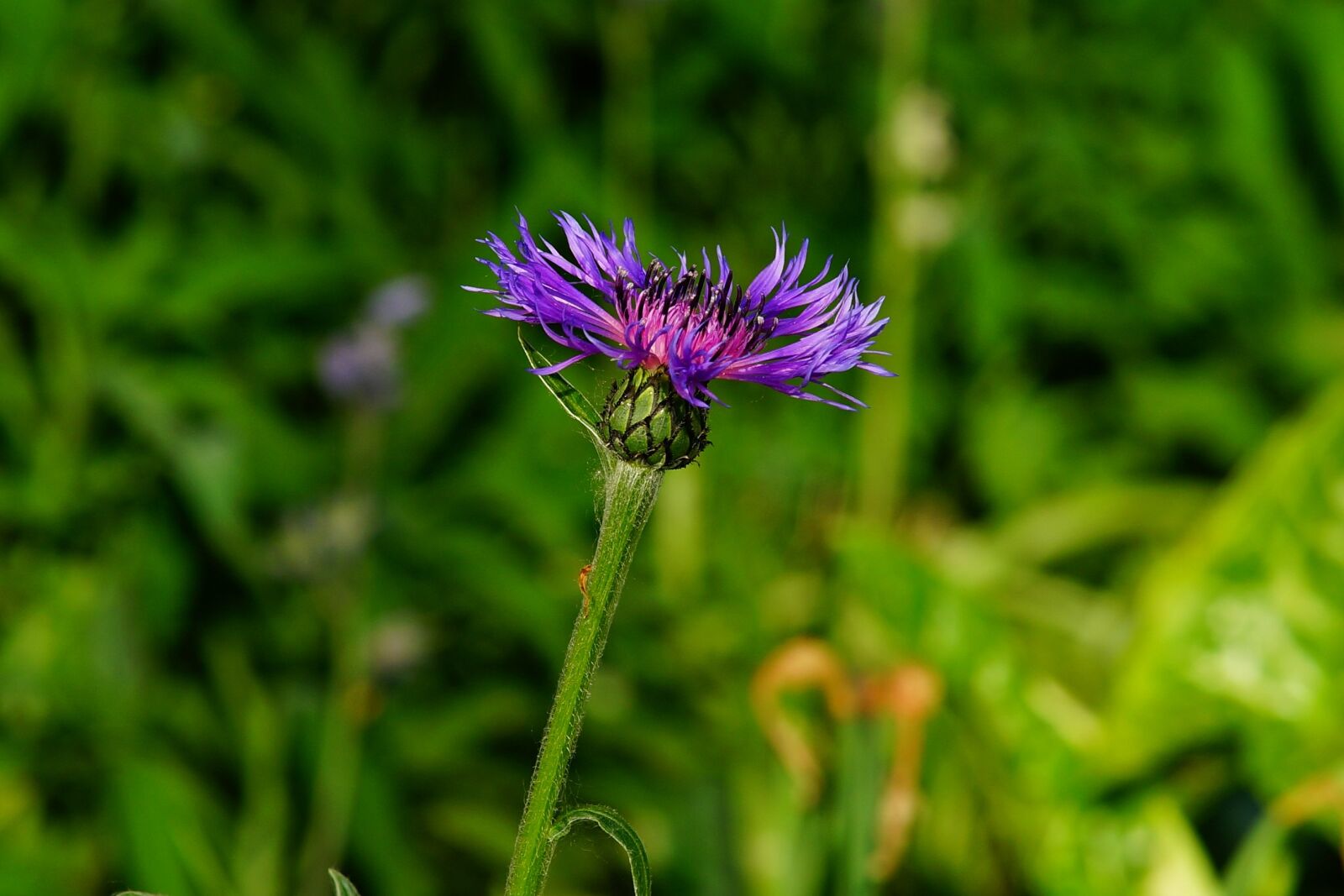 Minolta AF 80-200mm F2.8 HS-APO G sample photo. Knapweed, flower, blossom photography