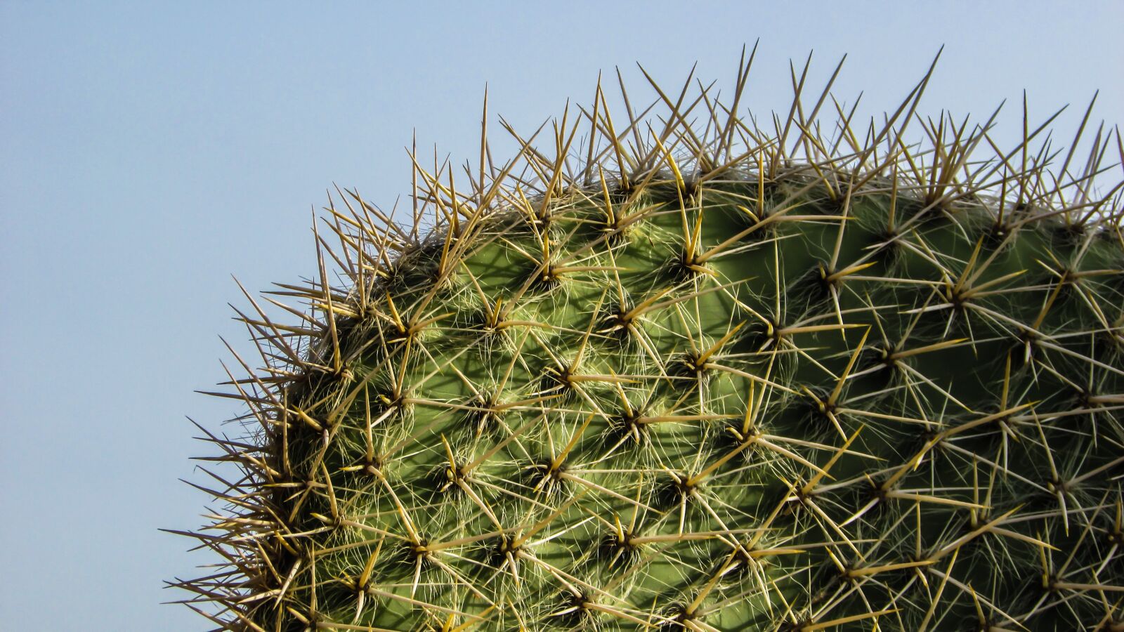 Canon PowerShot SX400 IS sample photo. Cyprus, ayia napa, cactus photography