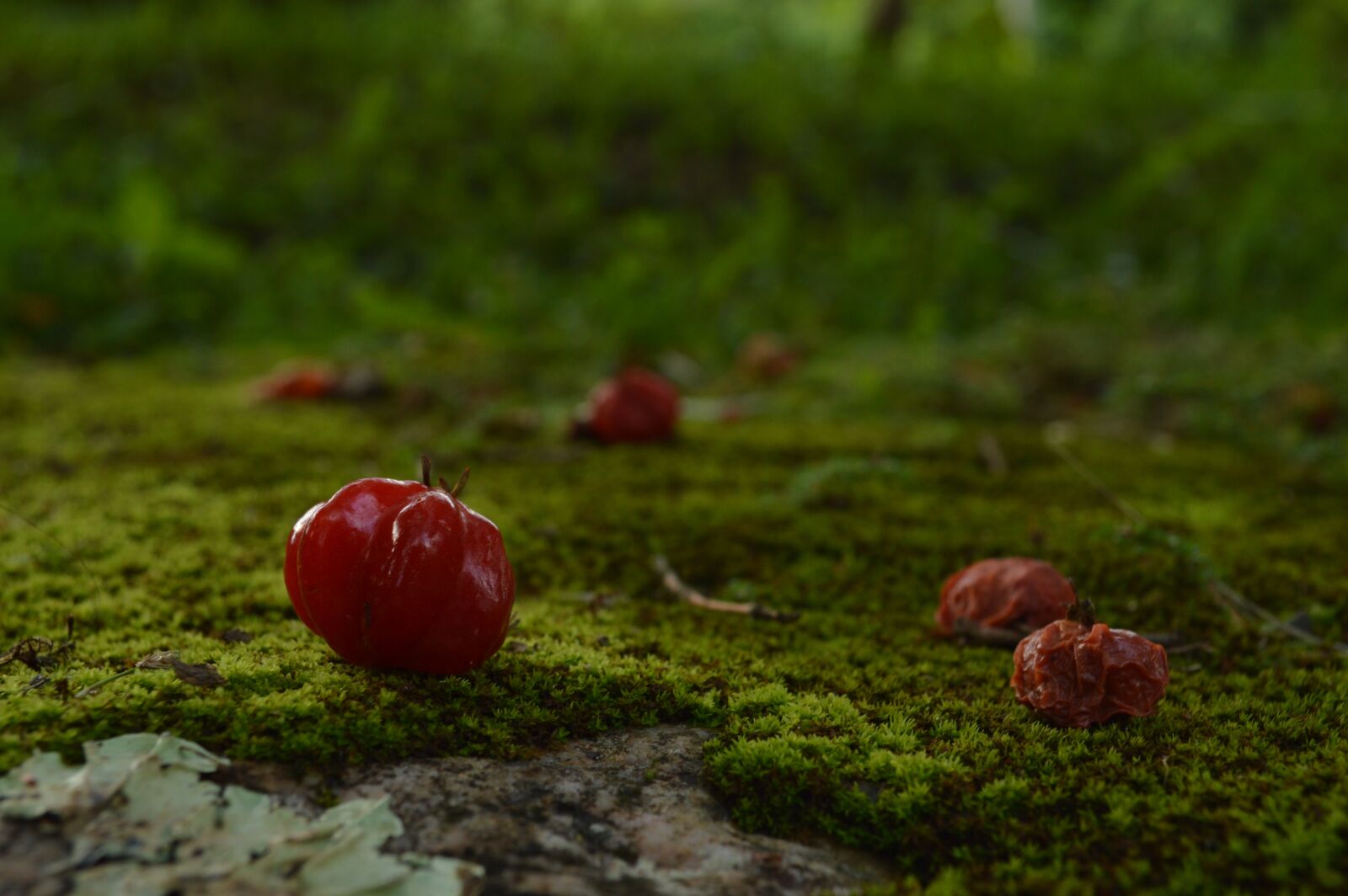 Nikon D3200 sample photo. Fruit, red, nature photography