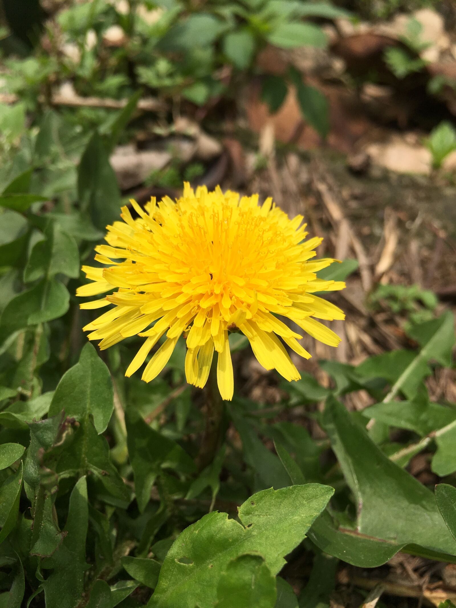 Apple iPhone 6s sample photo. Flower, bloom, sun photography