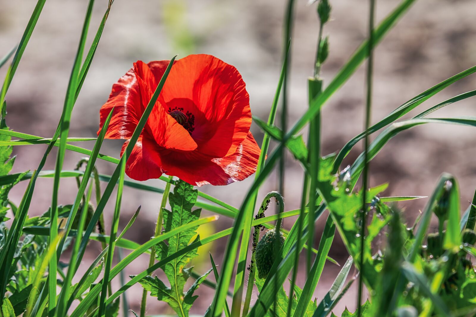 Fujifilm XF 55-200mm F3.5-4.8 R LM OIS sample photo. Poppy, flower, klatschmohn photography