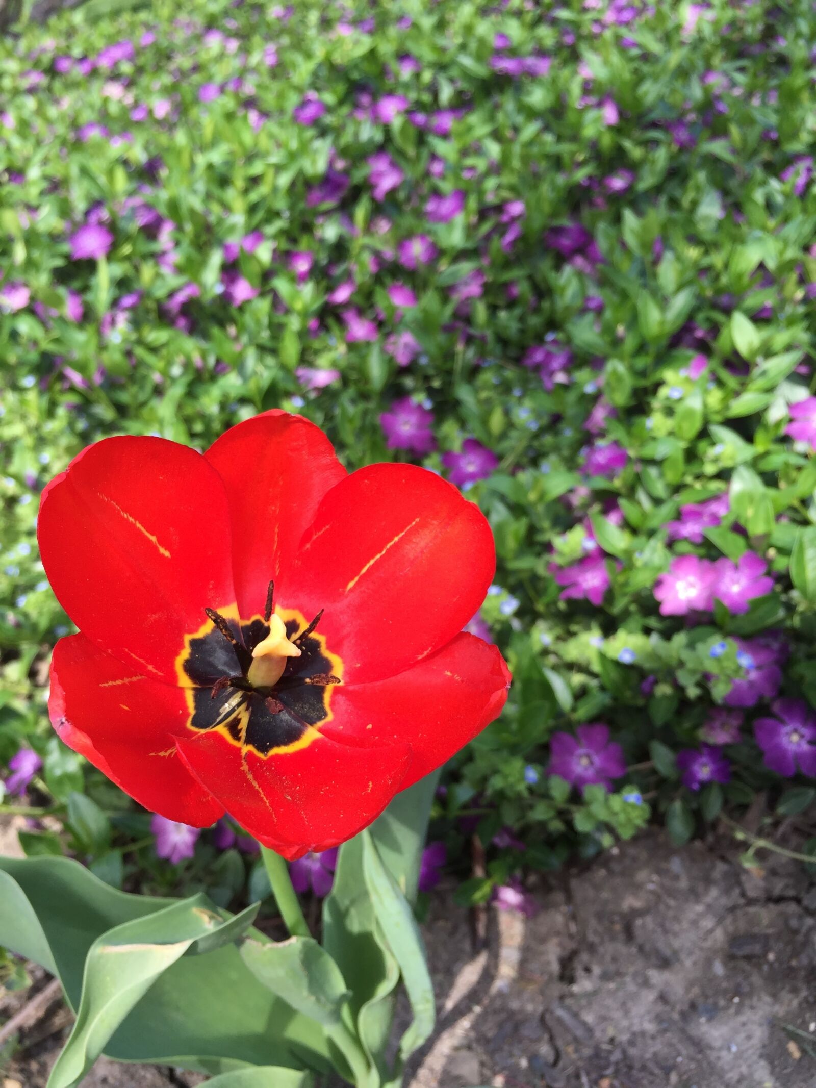 iPhone 6 back camera 4.15mm f/2.2 sample photo. Flower, red, bloom photography
