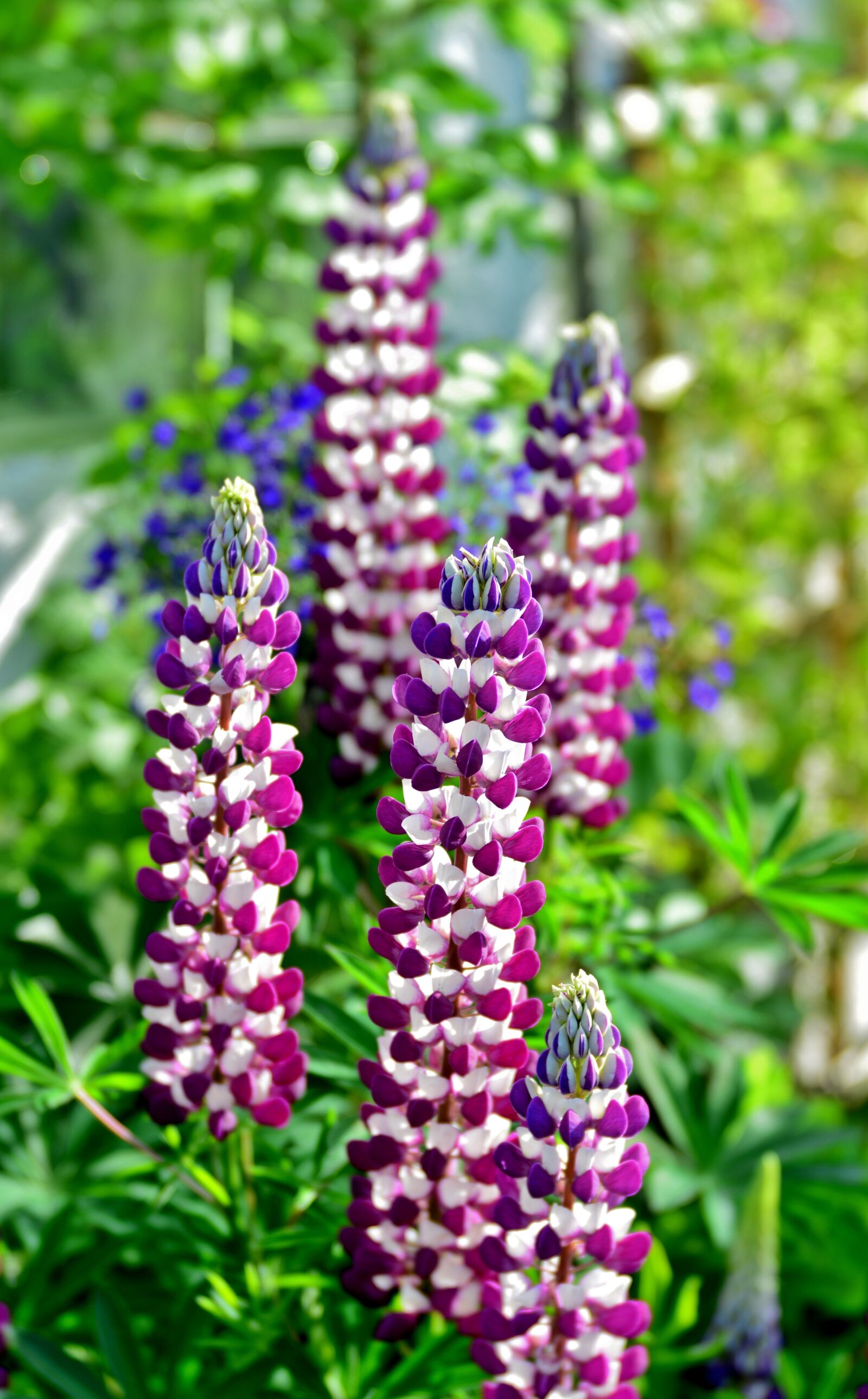 Nikon D600 sample photo. Lupine, flower, plant photography