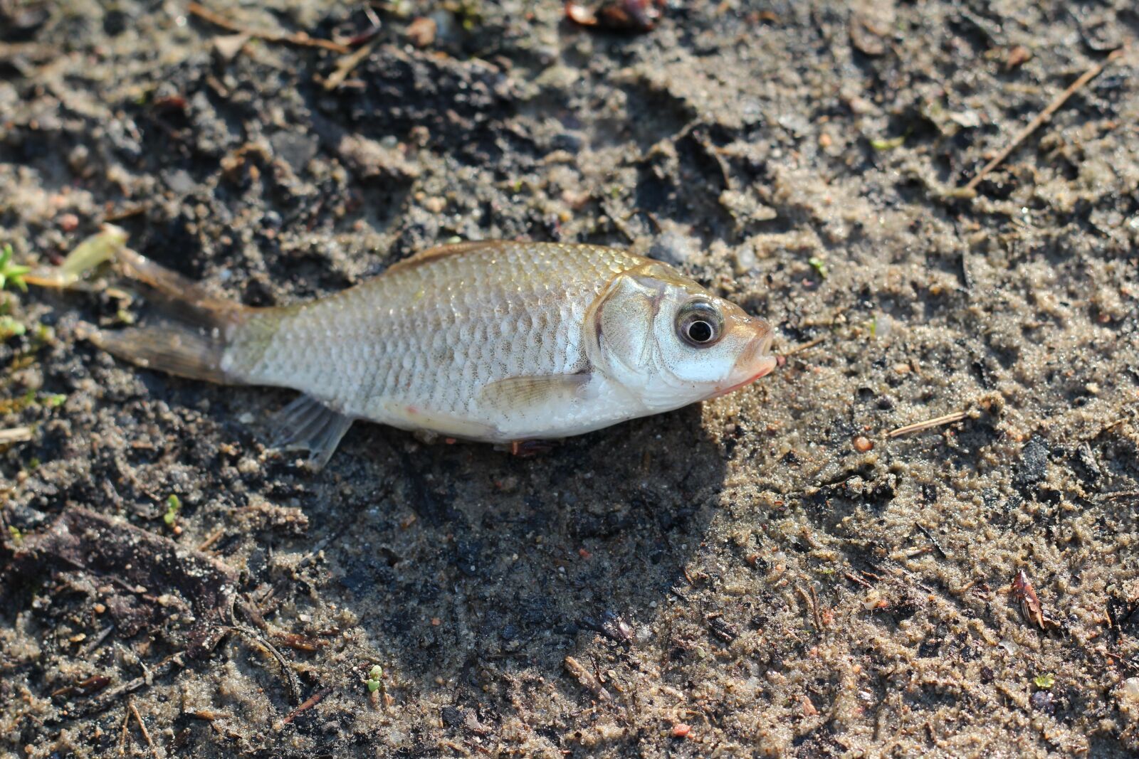 Canon EOS 600D (Rebel EOS T3i / EOS Kiss X5) + Canon EF 50mm F1.8 II sample photo. Fish, crucian, land photography
