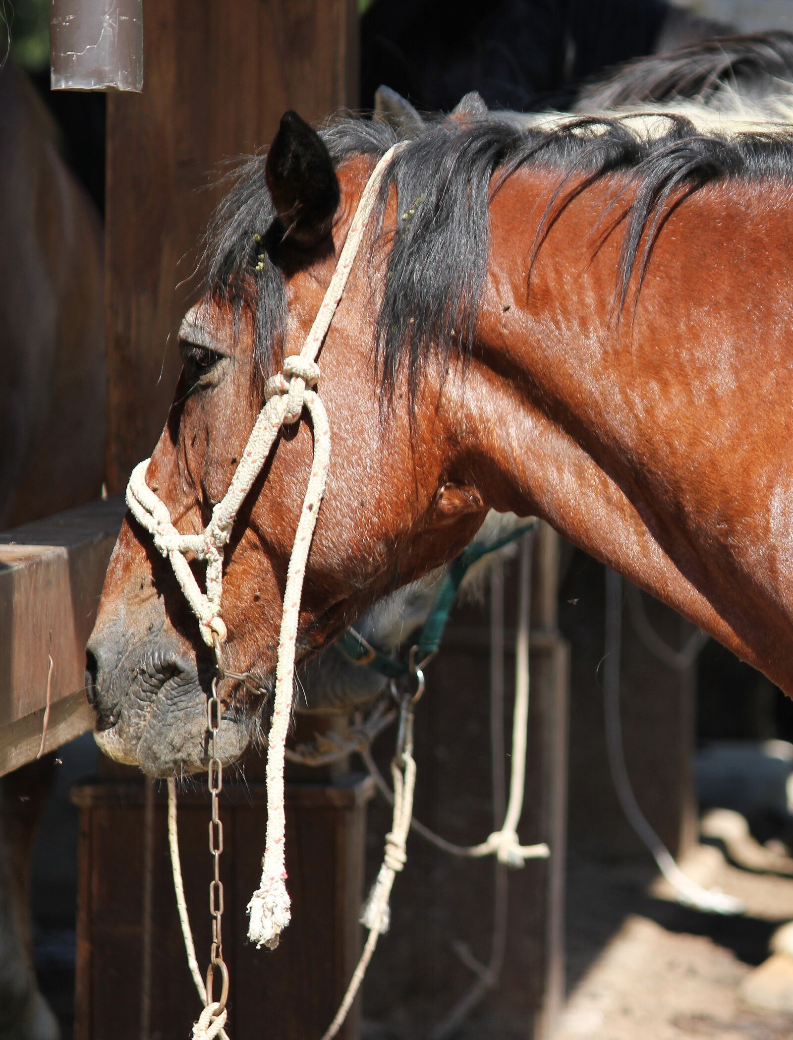 Canon EOS 550D (EOS Rebel T2i / EOS Kiss X4) sample photo. Animal, horse, manto photography