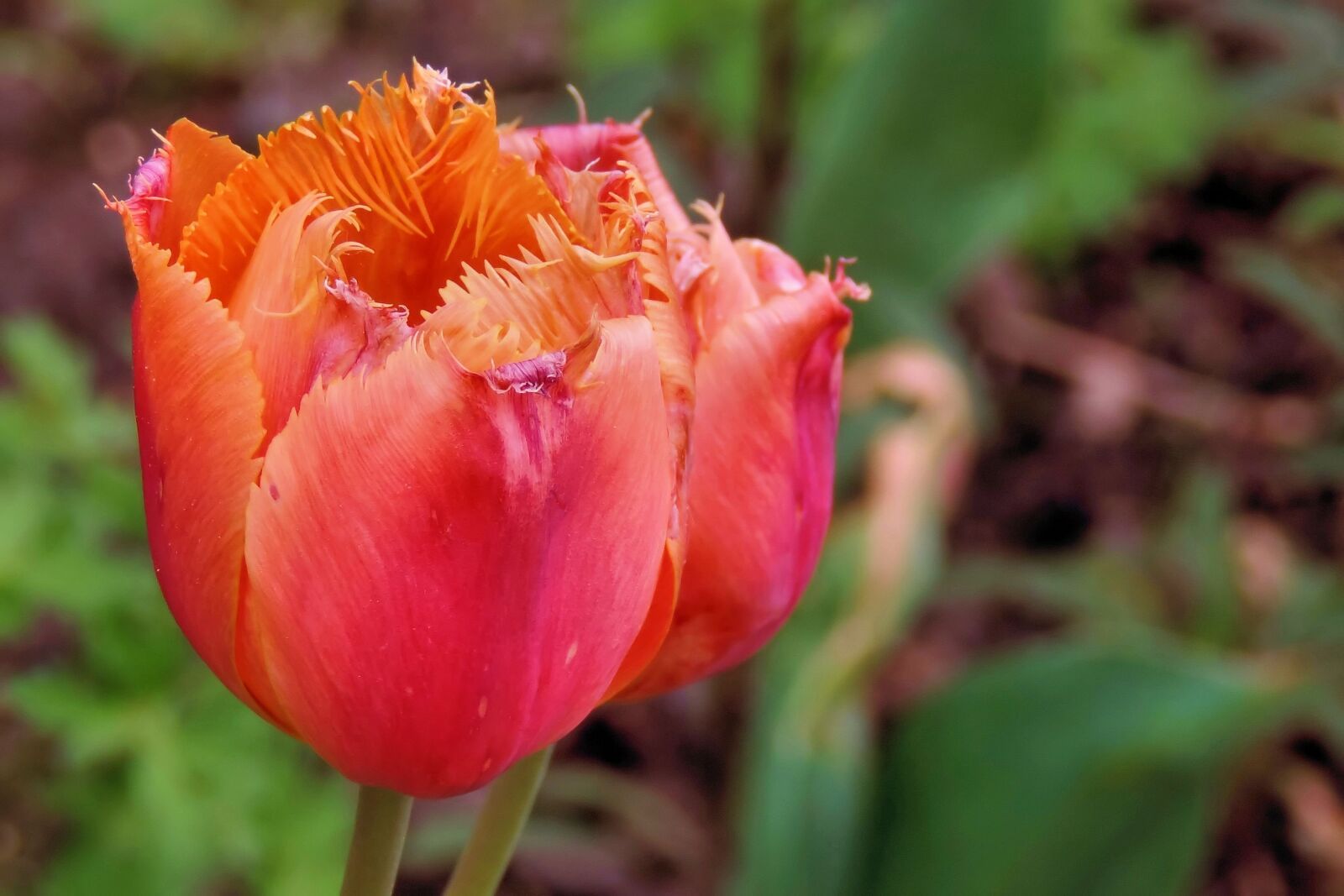Nikon Coolpix P520 sample photo. Tulips, spring, garden photography