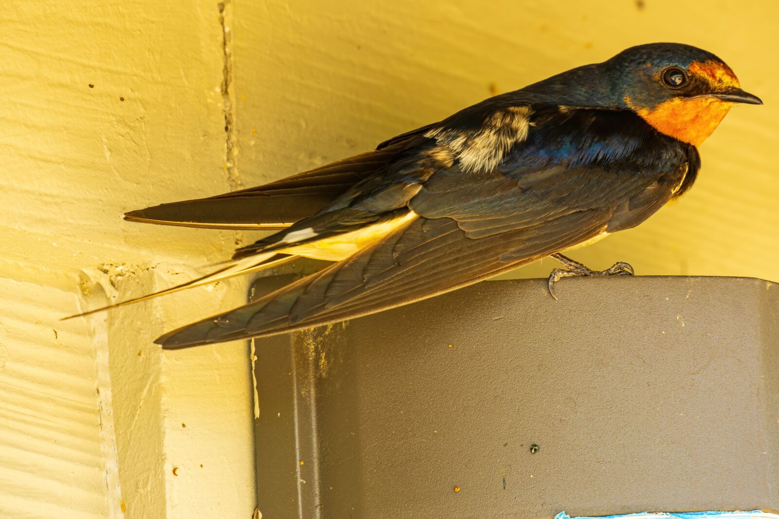 Sony E 70-350mm F4.5-6.3 G OSS sample photo. Adult barn swallow, barn photography