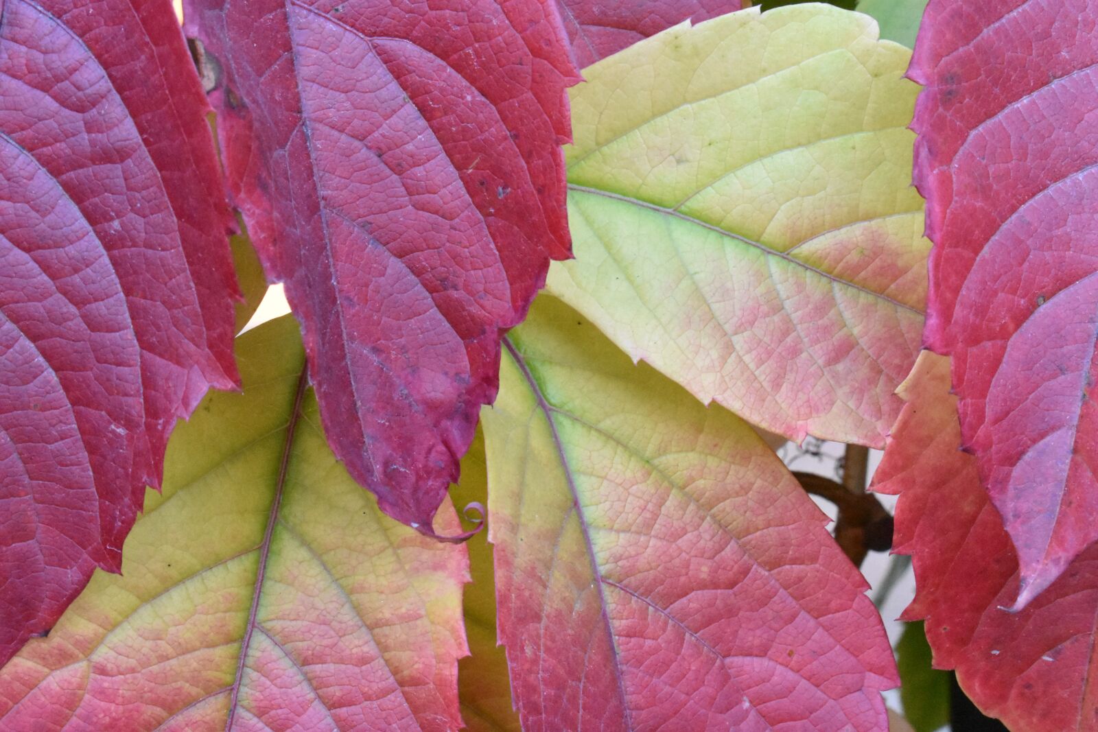 Nikon D3400 sample photo. Autumn, leaves, colorful photography