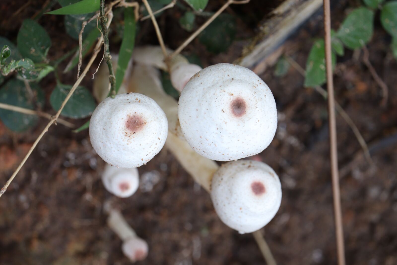 Canon EOS 250D (EOS Rebel SL3 / EOS Kiss X10 / EOS 200D II) sample photo. Mushroom, kerala, white photography