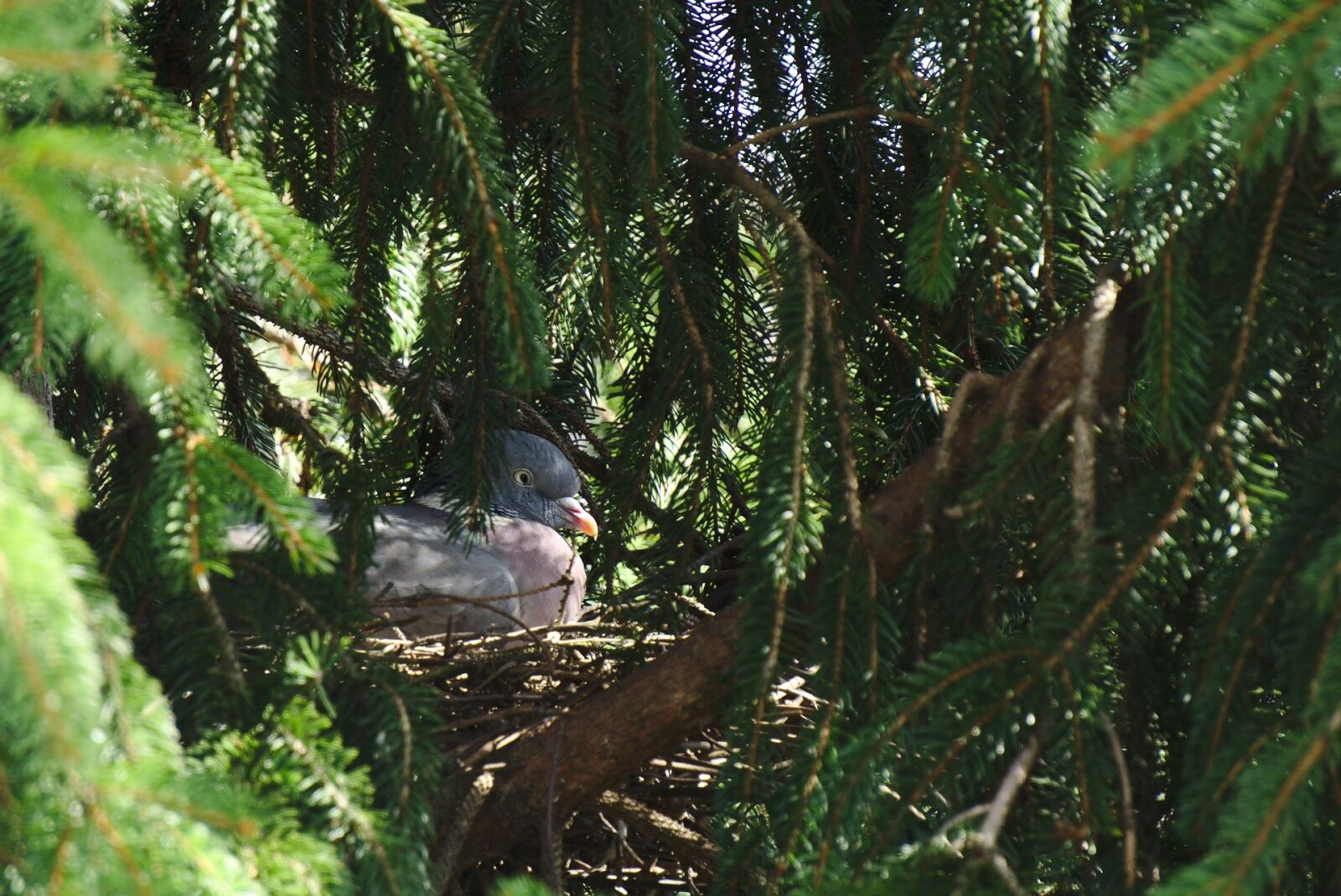 Sony E 55-210mm F4.5-6.3 OSS sample photo. Pigeon, dove, nest photography
