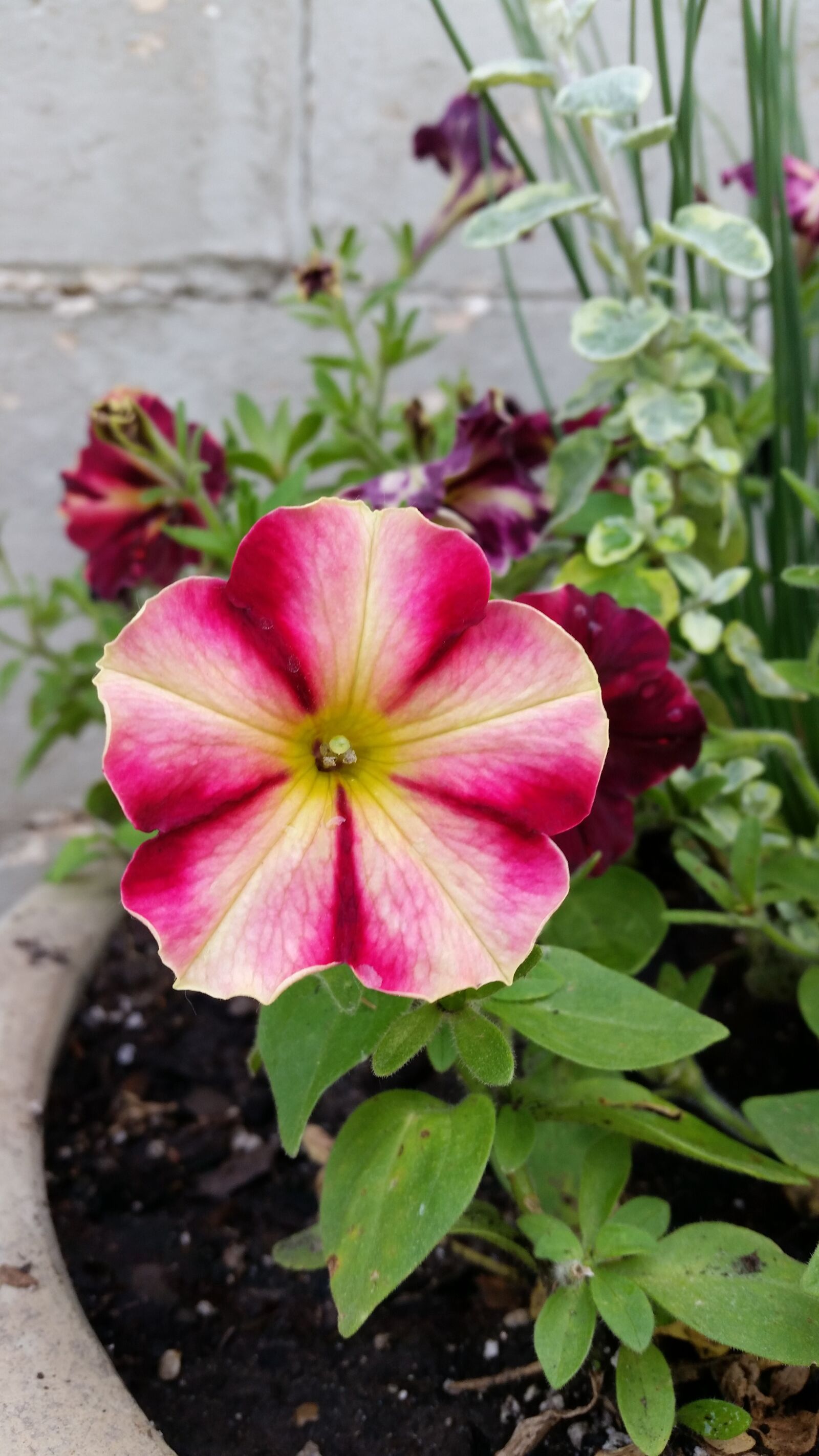 Samsung Galaxy S5 sample photo. Flower, plant, nature photography