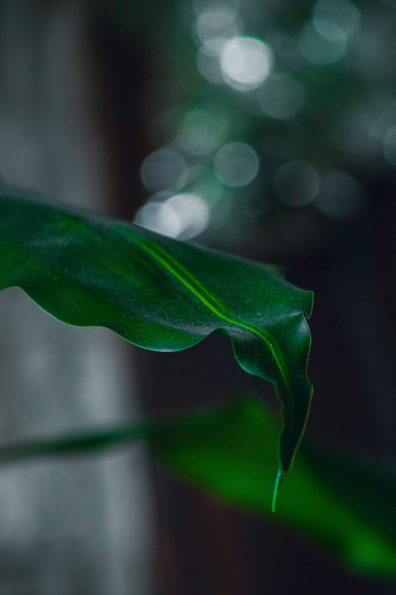 Sony SLT-A58 sample photo. Sheet, inside, foliage photography