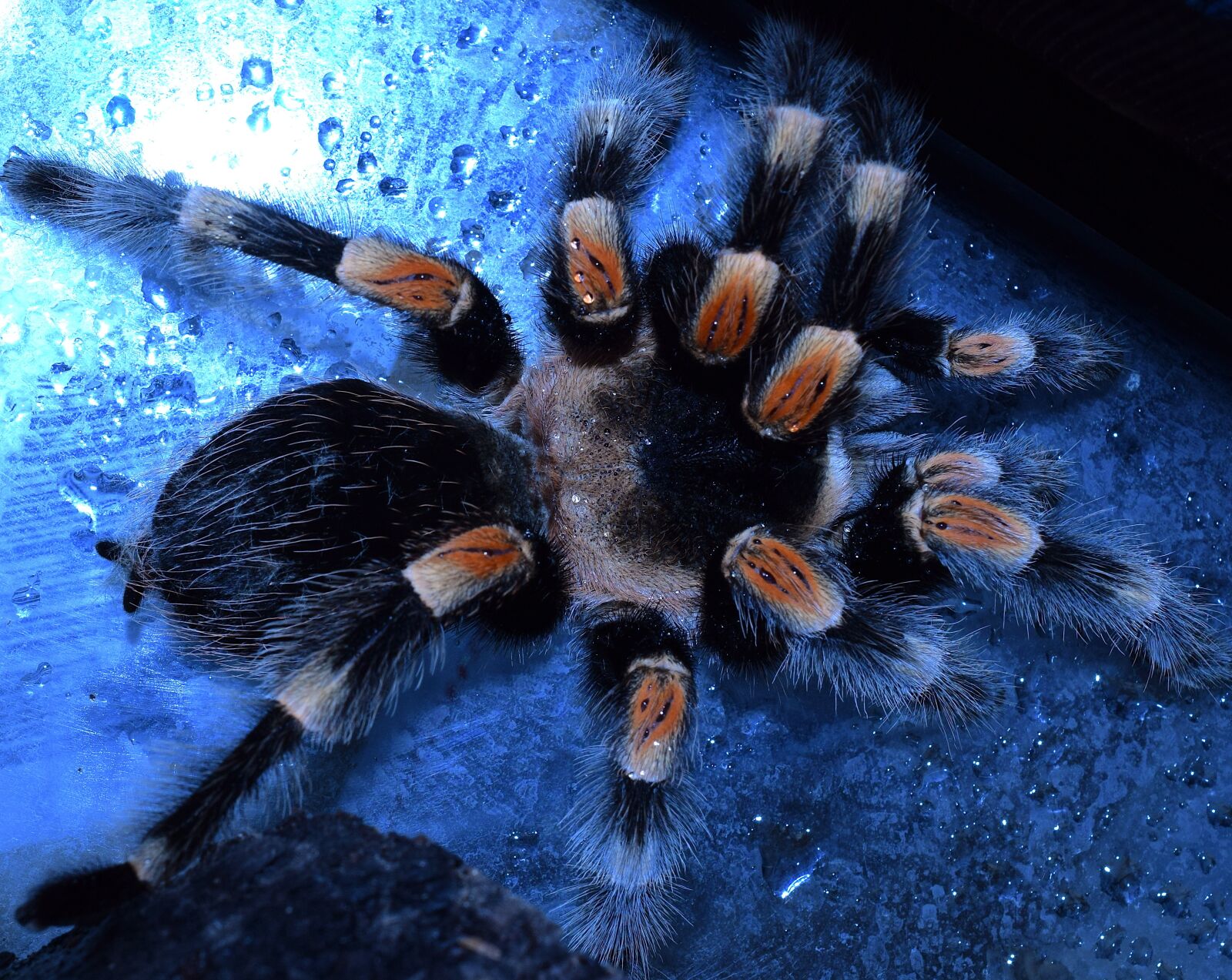 Nikon D5300 sample photo. Bird spider-legs, spider legs photography