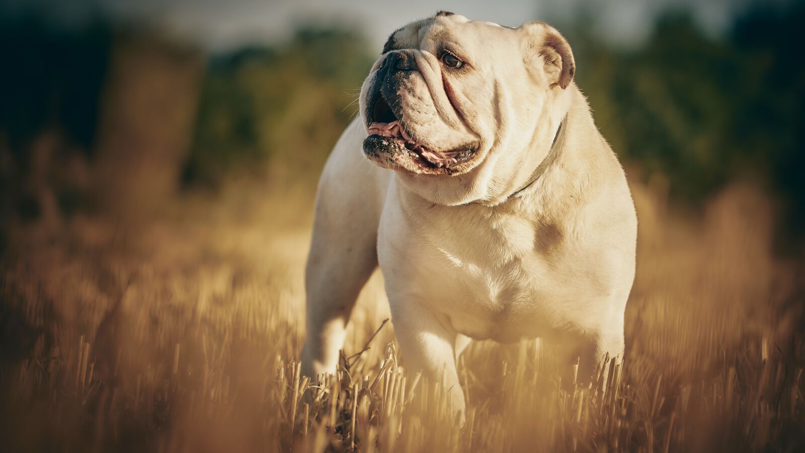 Olympus OM-D E-M1 sample photo. Bulldog, dog, portrait photography