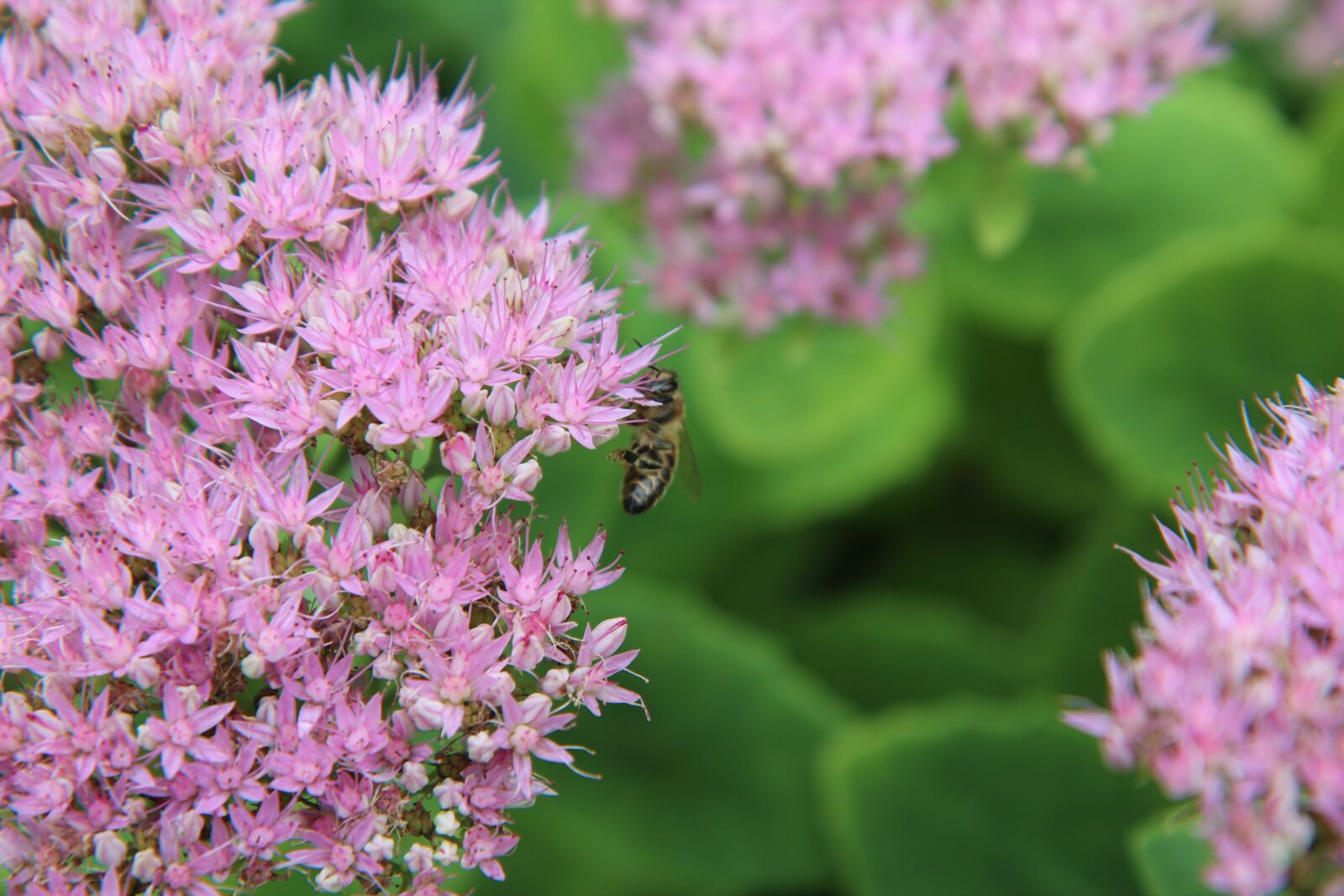 Canon EOS 600D (Rebel EOS T3i / EOS Kiss X5) sample photo. Bee, insect, flowering photography