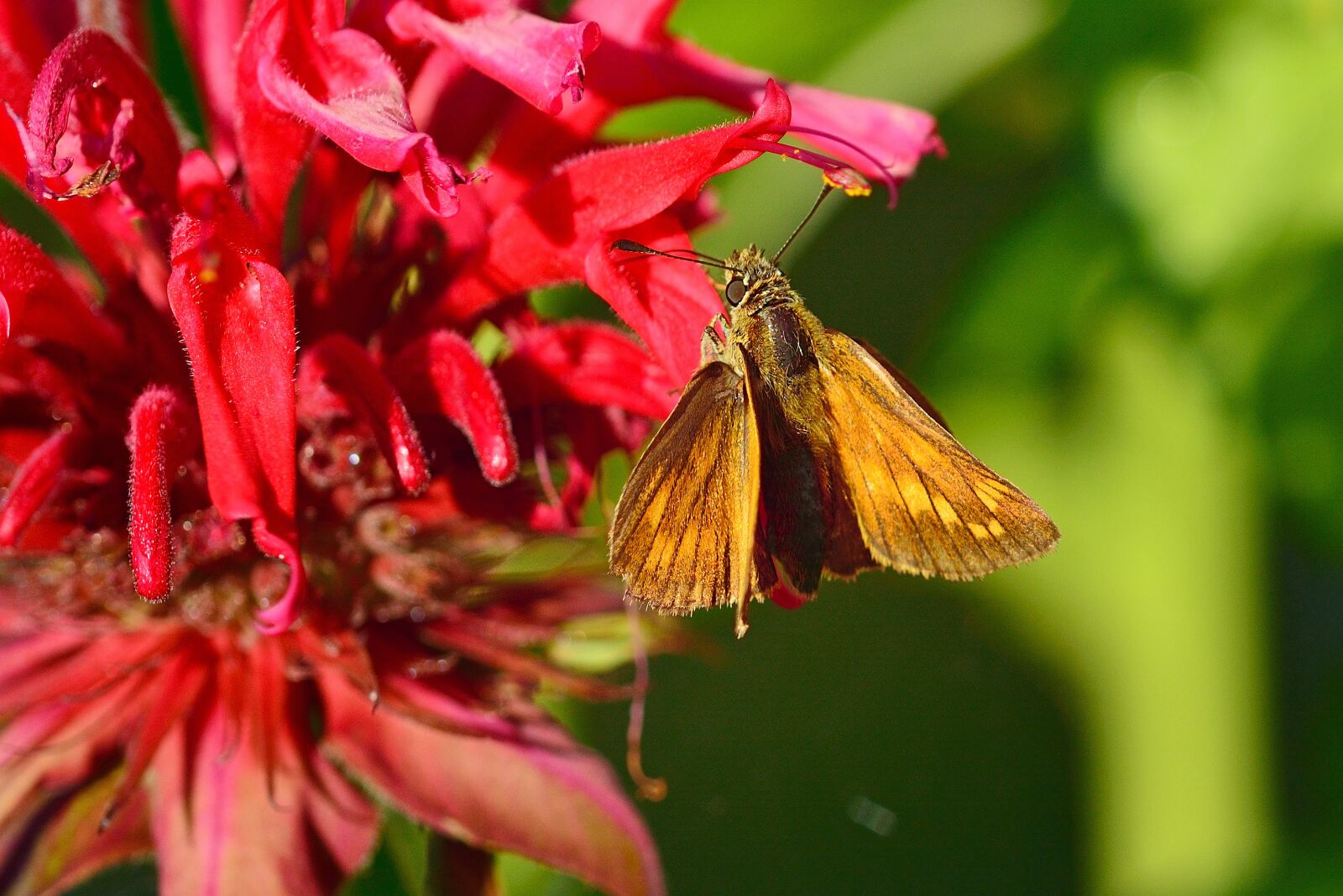 Nikon D5200 sample photo. Skipper, butterfly, nature photography