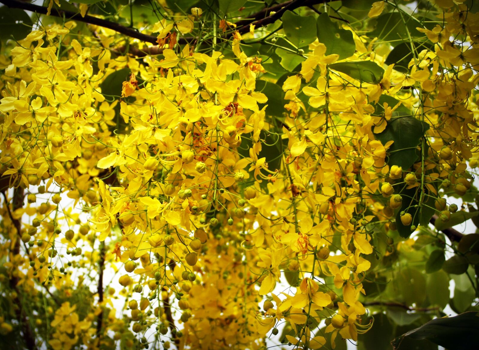 Olympus E-300 (EVOLT E-300) sample photo. Cassia, shower, golden photography