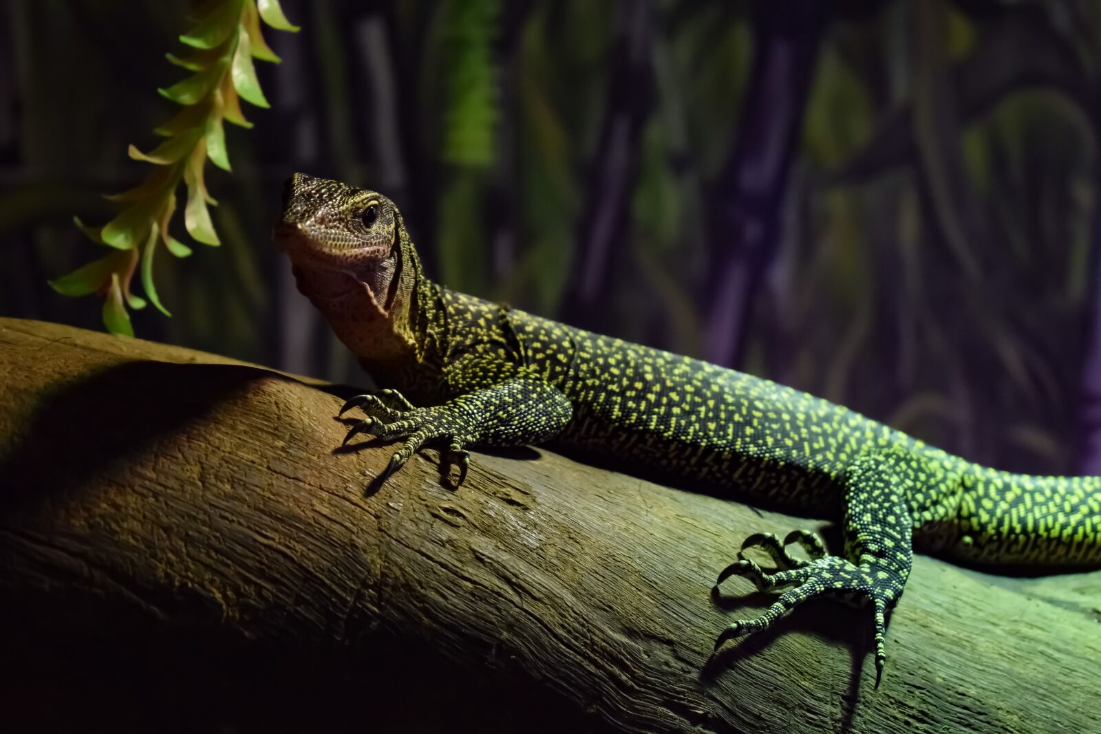 Nikon D3300 sample photo. Peach-throated monitor, varanus jobiensis photography