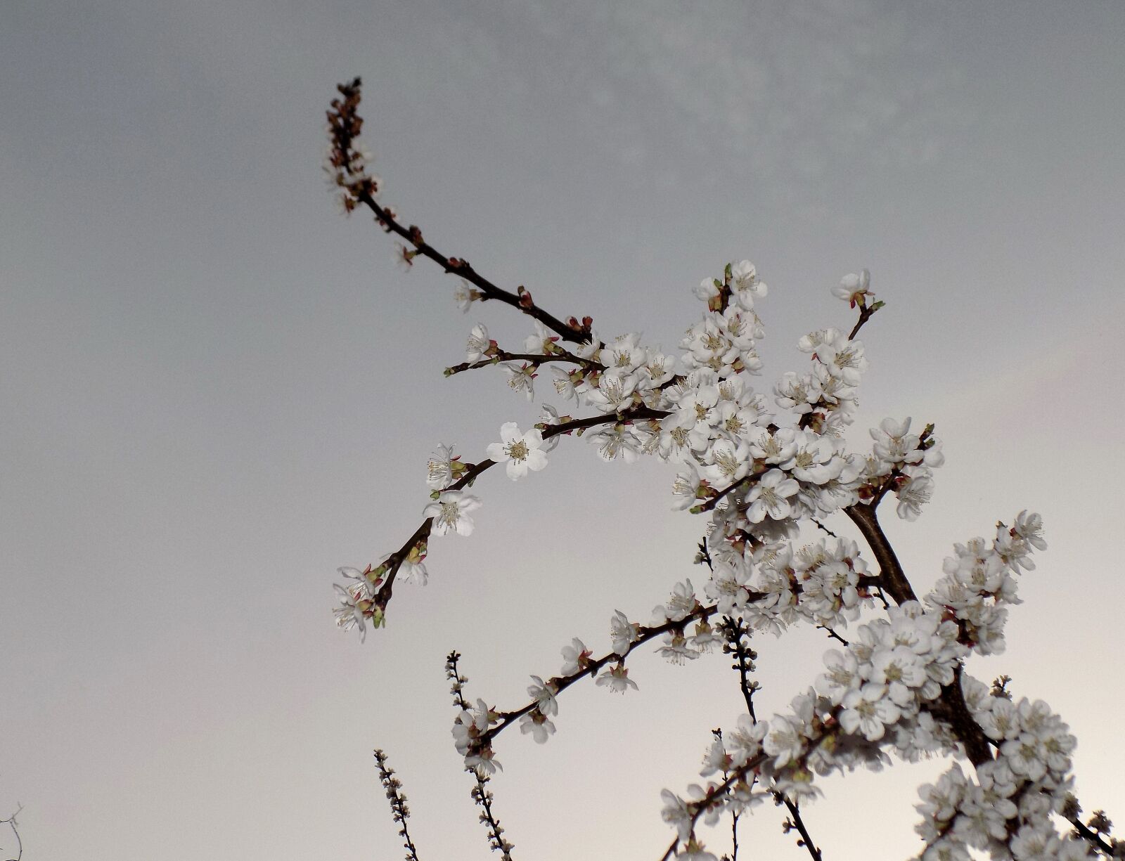 Nikon COOLPIX L330 sample photo. Cherry, bloom, spring photography
