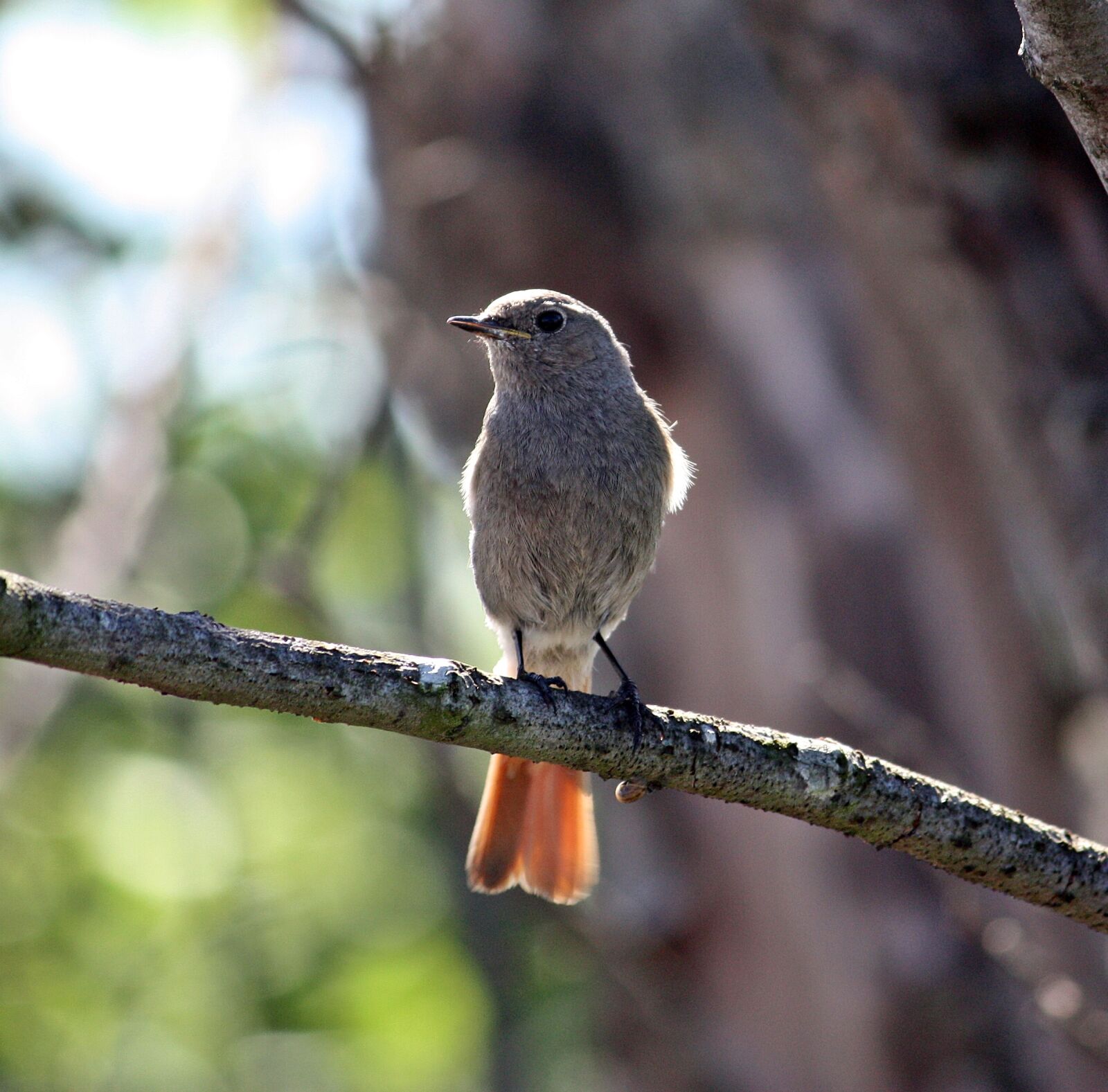 Canon EOS 450D (EOS Rebel XSi / EOS Kiss X2) sample photo. Bird, the redstart, nature photography