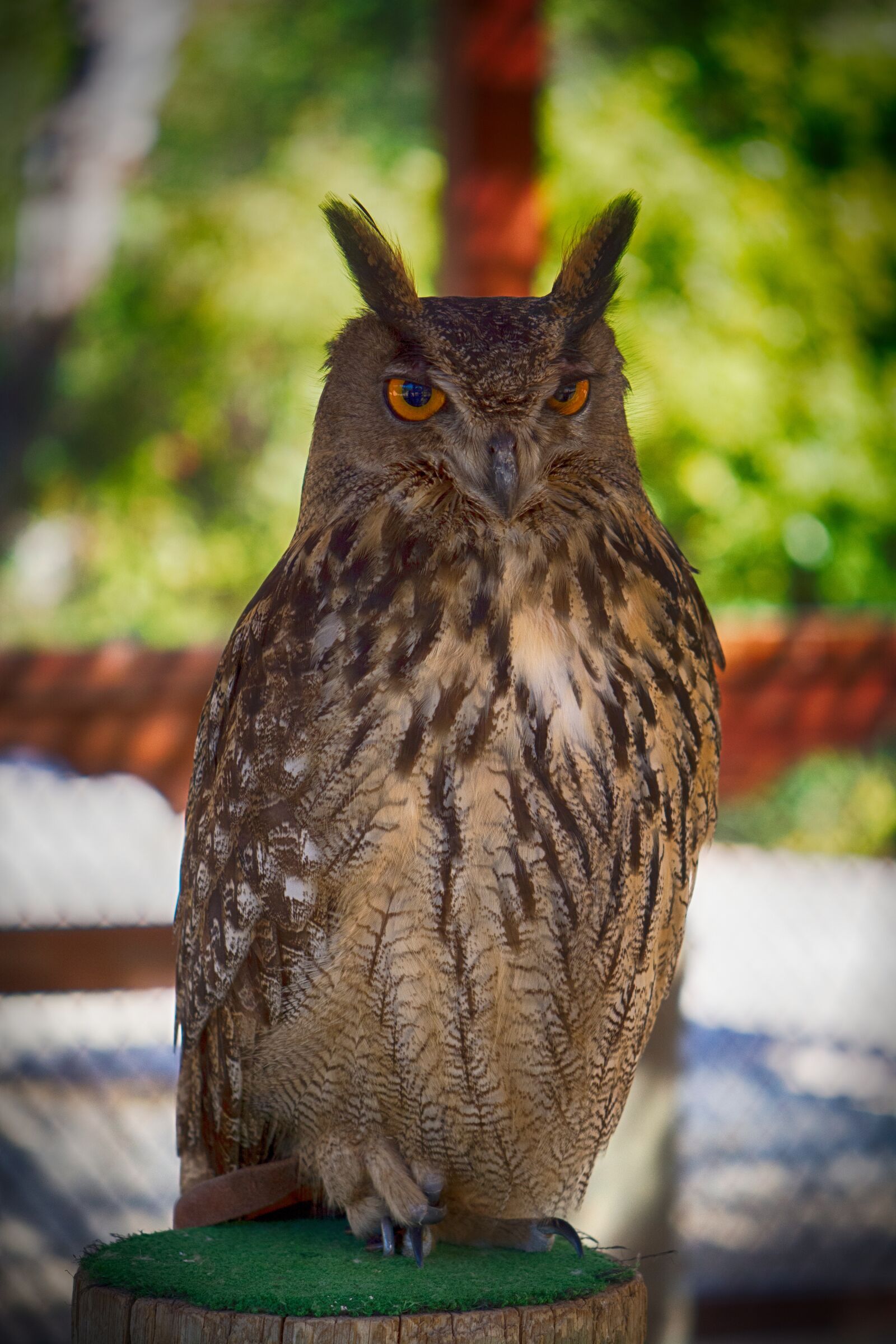 Nikon D5200 sample photo. Buho, owl, animal photography