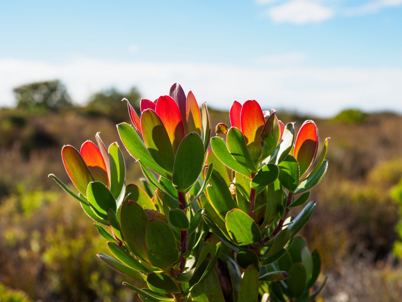 Olympus M.Zuiko Digital ED 12-100mm F4.0 IS Pro sample photo. Wild proteas, table mountain photography