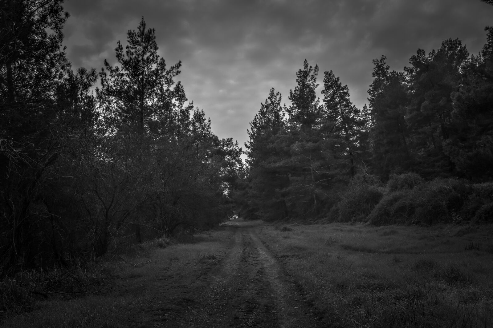 Nikon D3300 sample photo. Dirt road, forest, dark photography