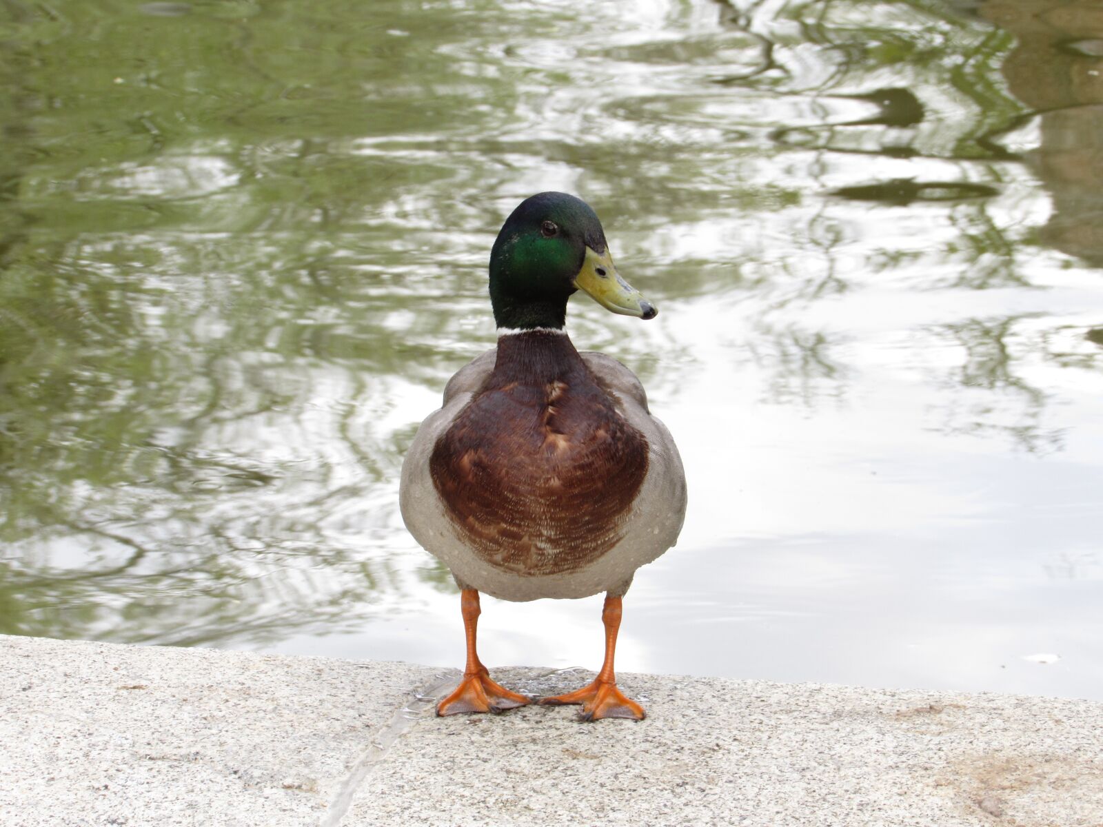Canon PowerShot SX530 HS sample photo. Duck, bird, animal photography