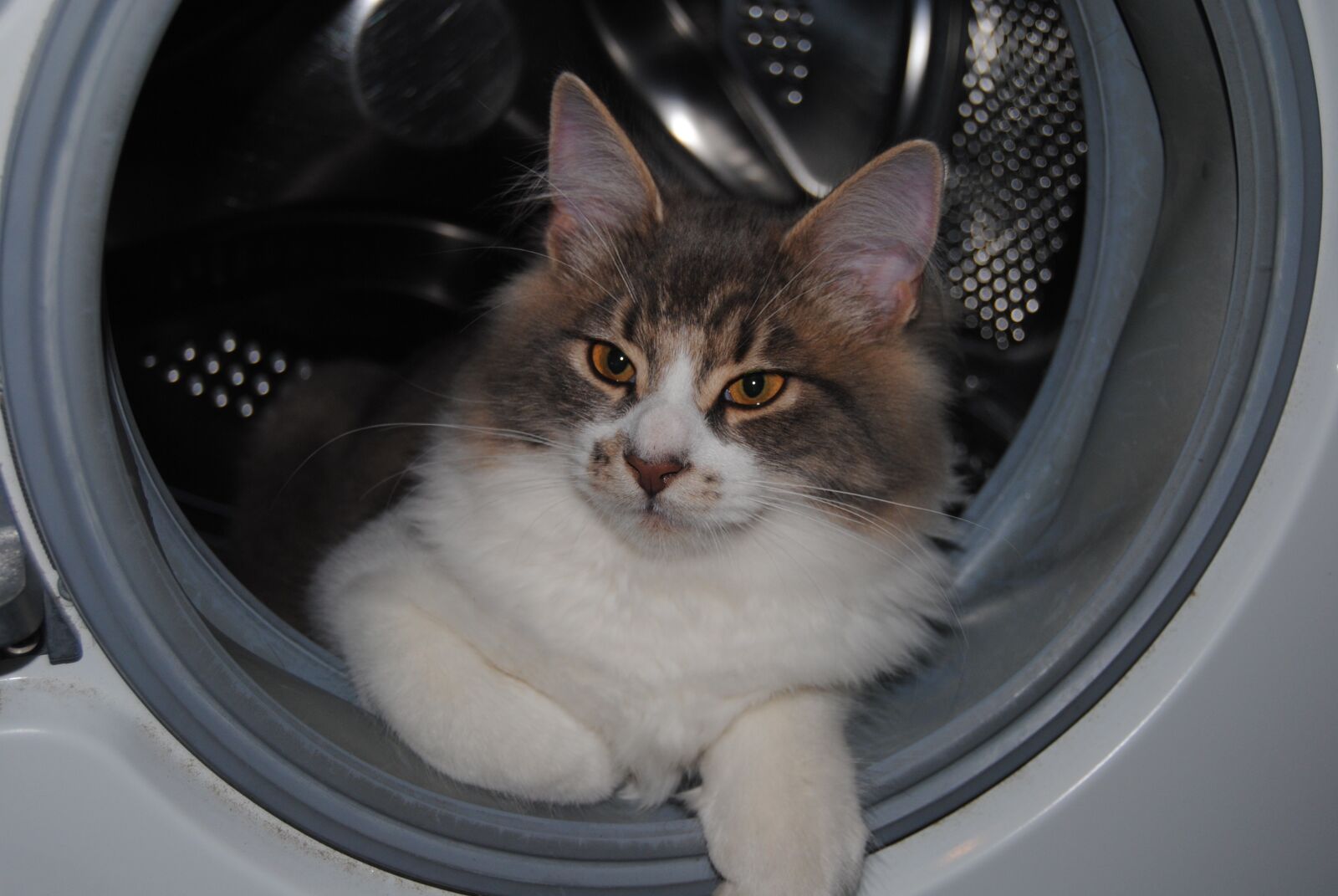 Nikon D3000 sample photo. Cat, sweet photography