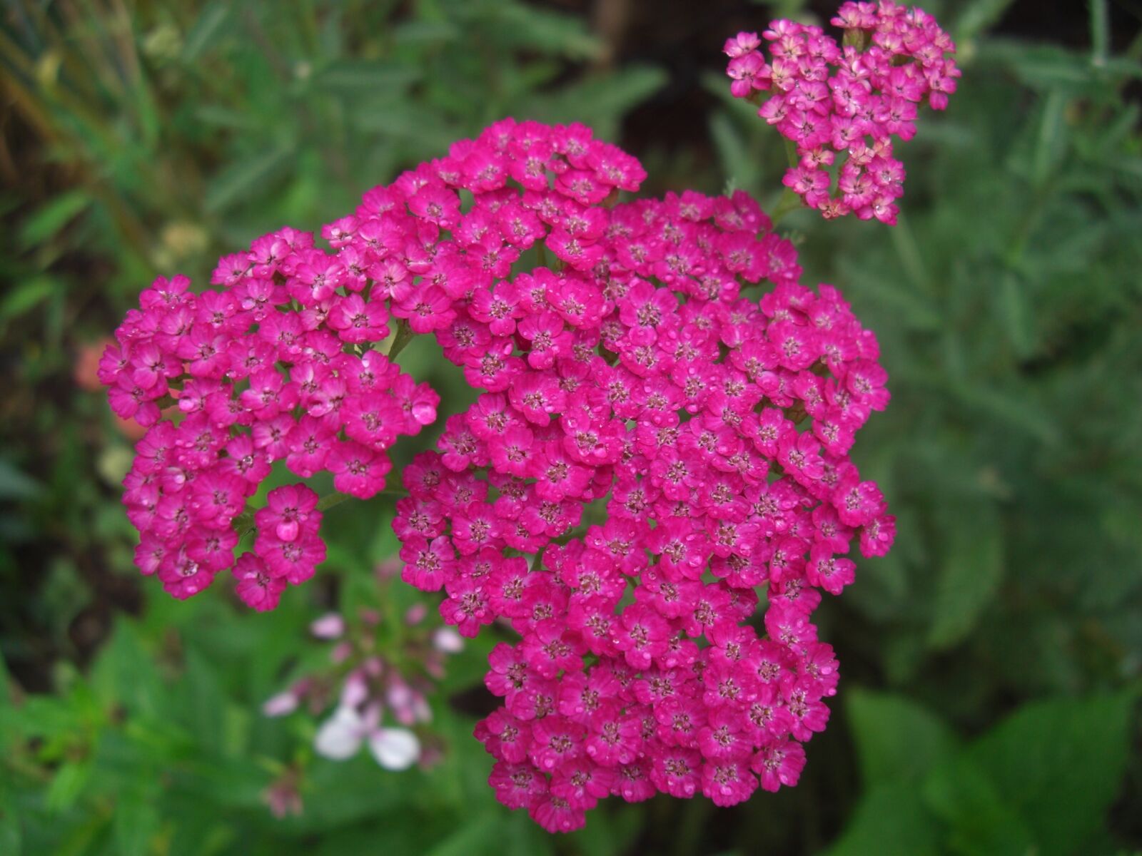 CASIO EX-Z1200 sample photo. Nature, plant, flower photography