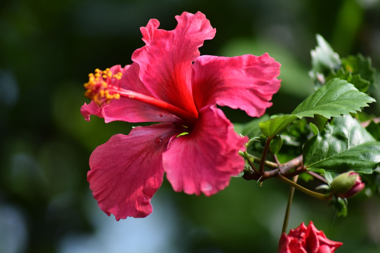 Nikon D3300 sample photo. Hibiscus, flower, yellow photography