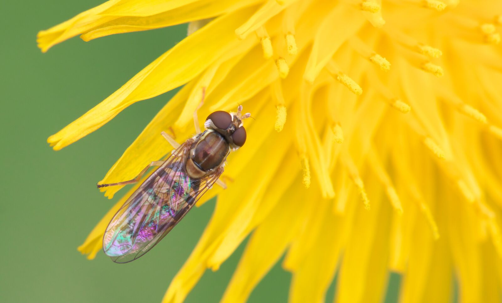 Canon EOS 70D sample photo. Fly, insect, wings photography
