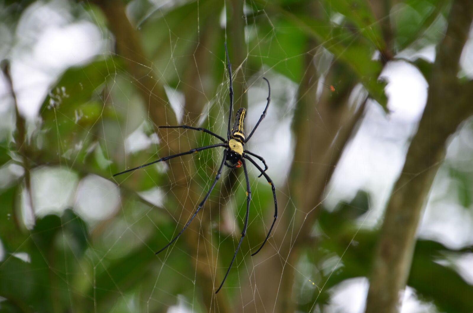 Nikon D5100 sample photo. Spider, pingtung county, taiwu photography
