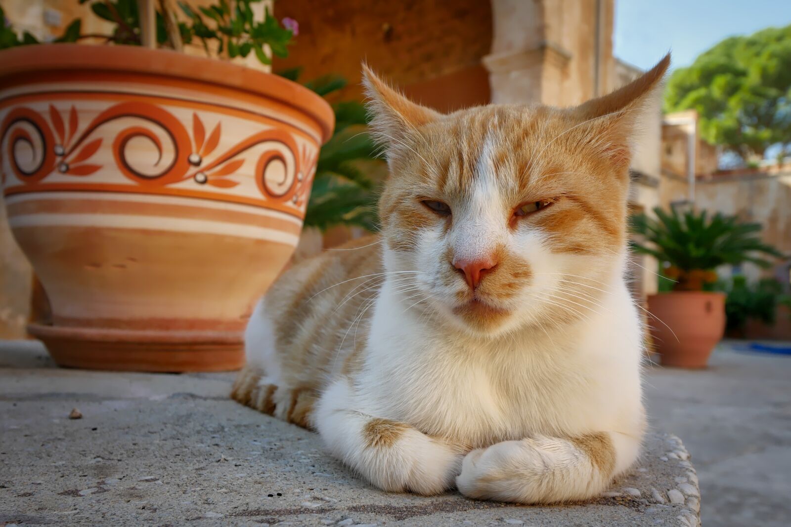 Panasonic Lumix DMC-GX8 sample photo. Cat, crete, monastery photography