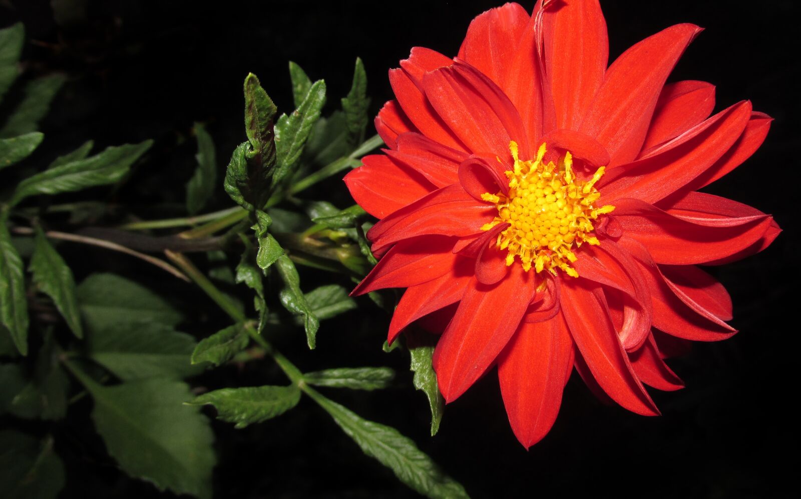 Canon PowerShot SX170 IS sample photo. Dahlia, red, flower photography