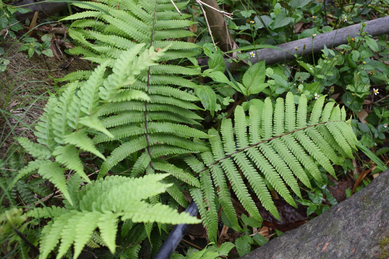 Nikon D5300 sample photo. Tree, leaf, forest photography