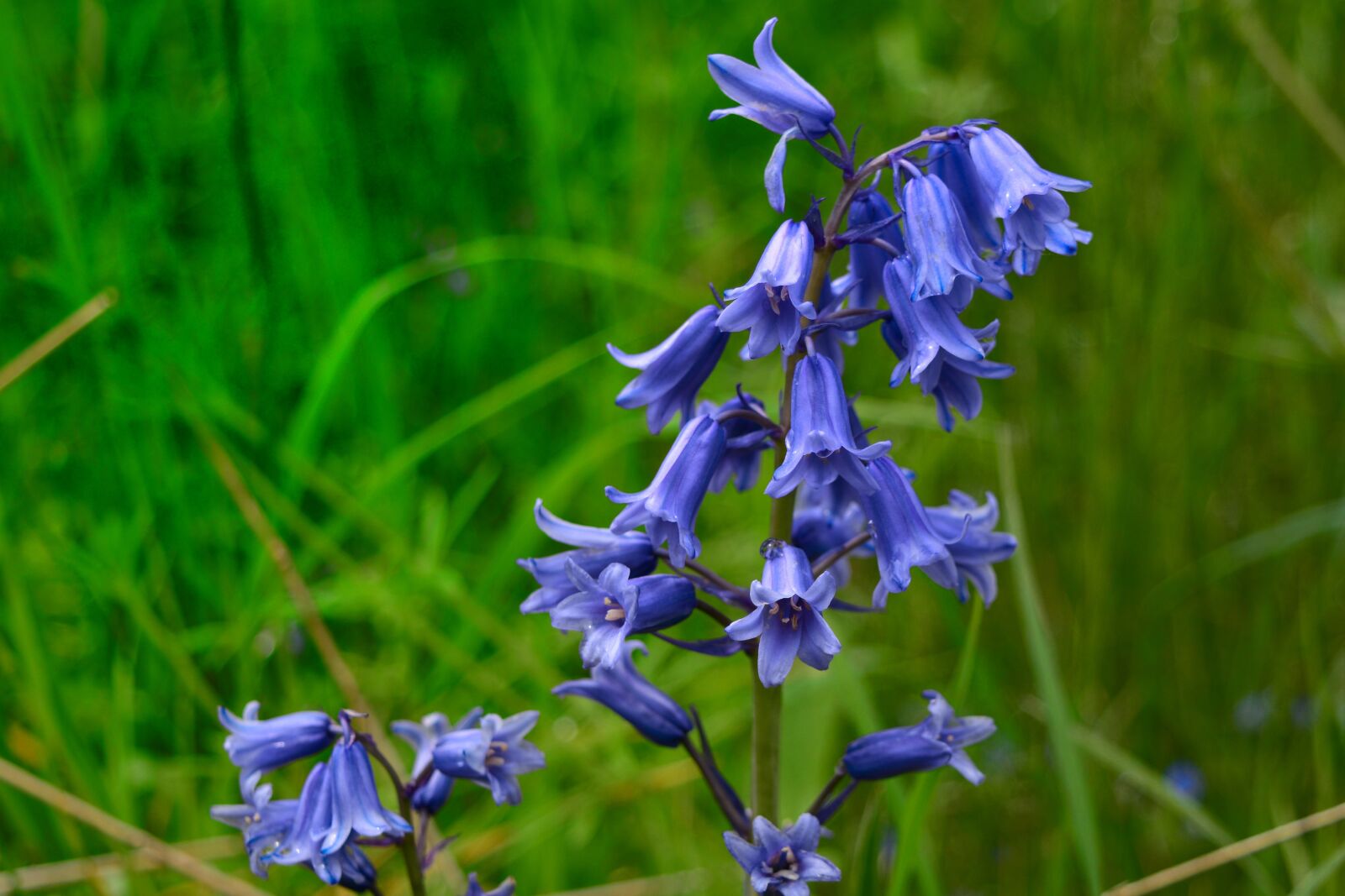 Nikon D5200 sample photo. Bellflower, garden, close up photography