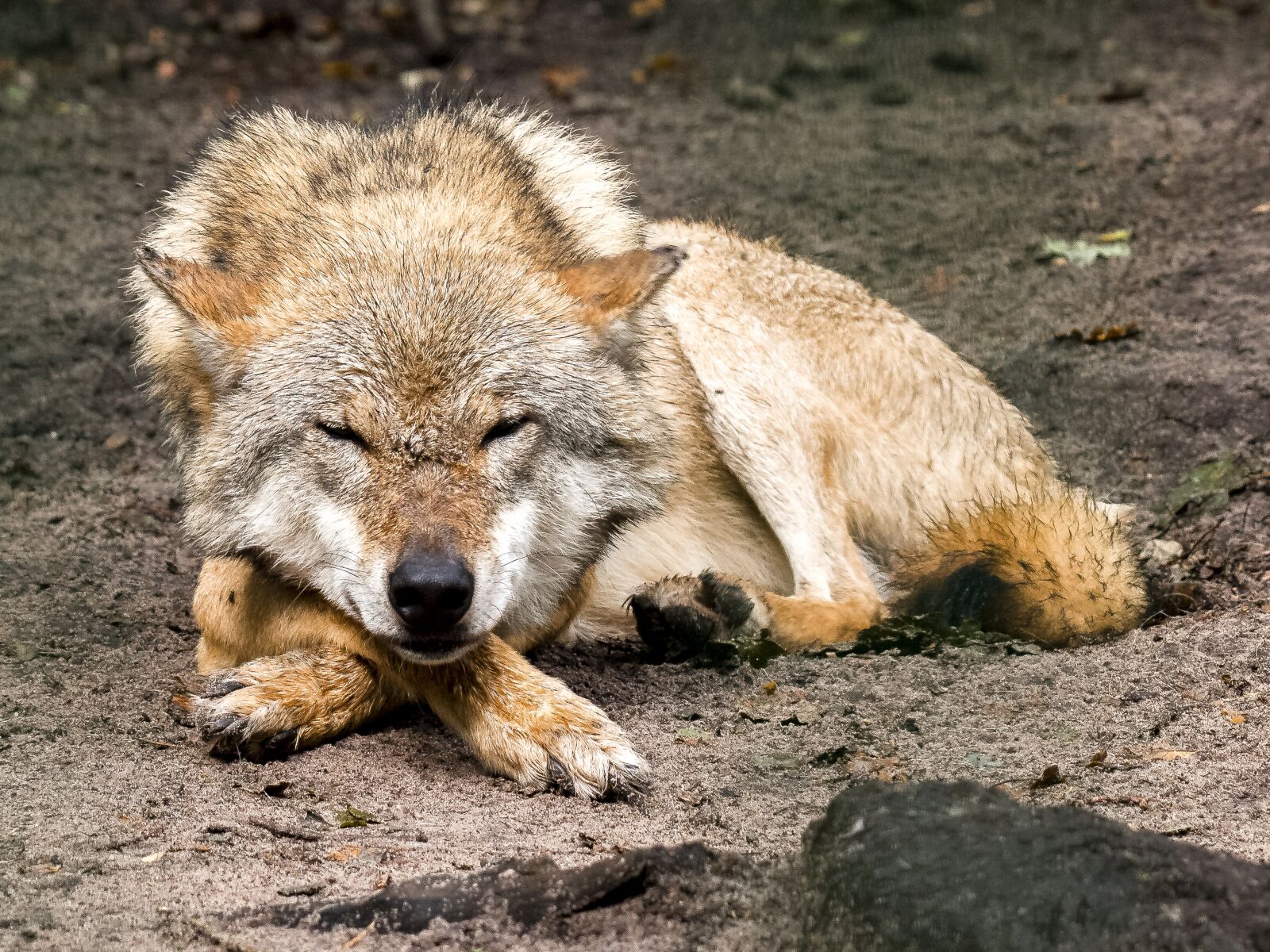 Olympus E-3 sample photo. Wolf, animal, predator photography