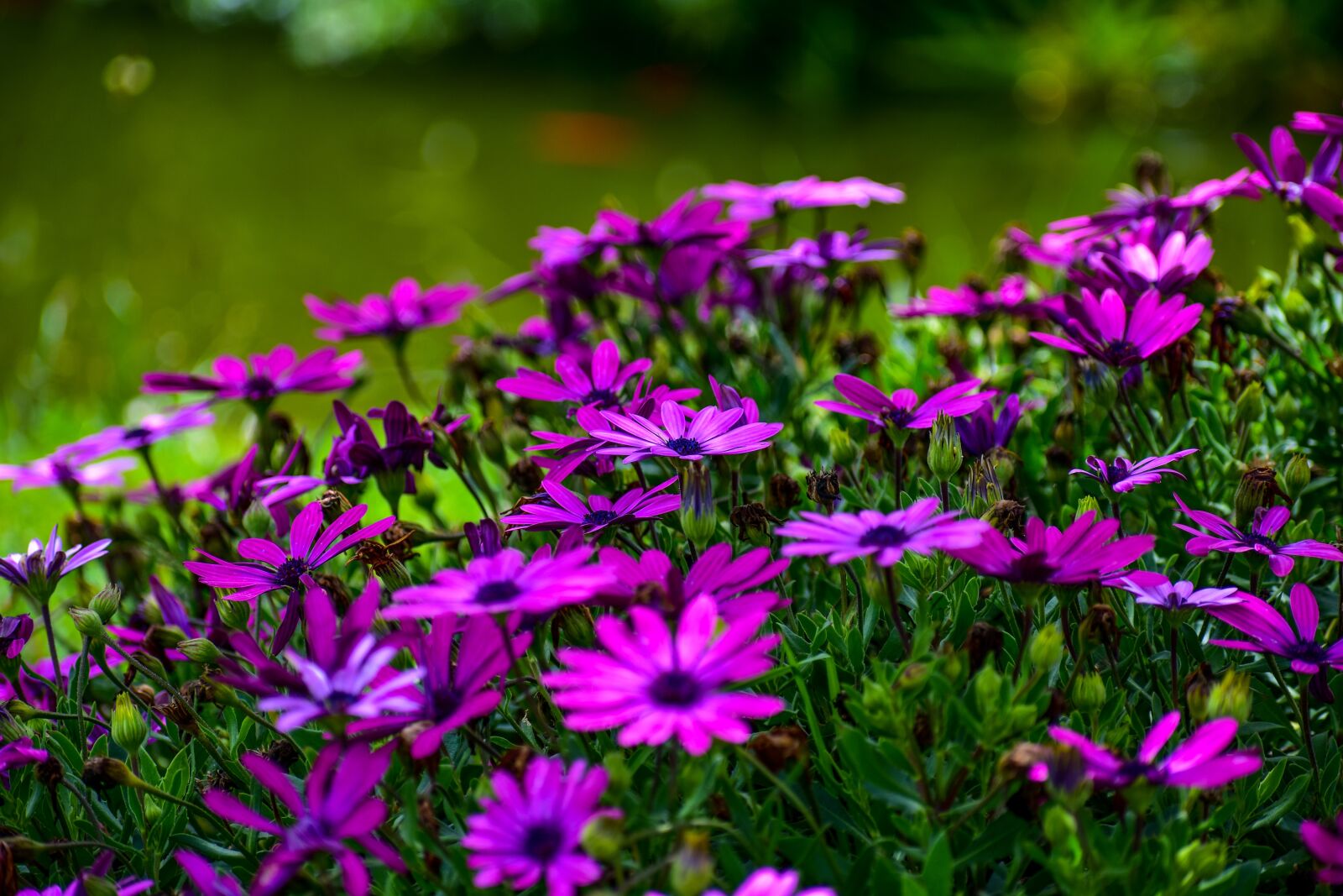 Nikon D3400 sample photo. Flowers, beauty, spring photography