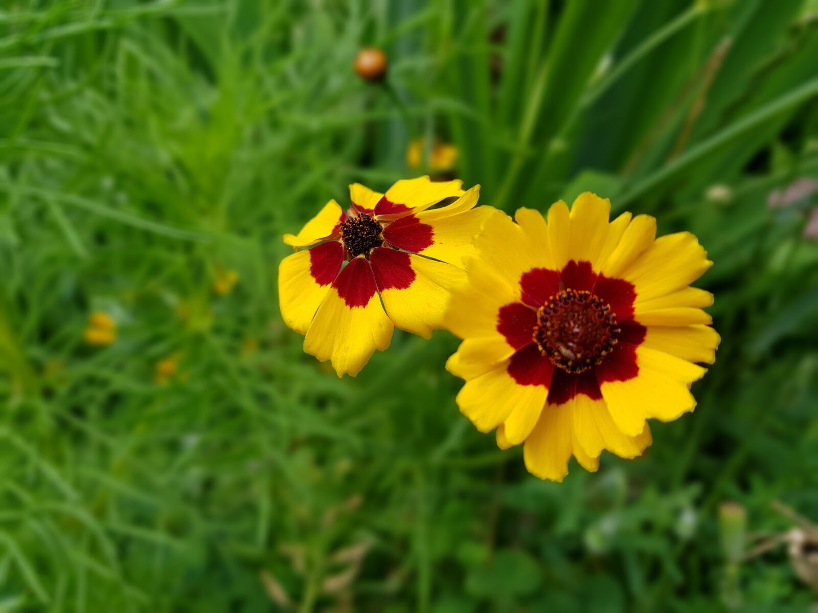 Samsung Galaxy S8+ sample photo. Summer, flowers photography