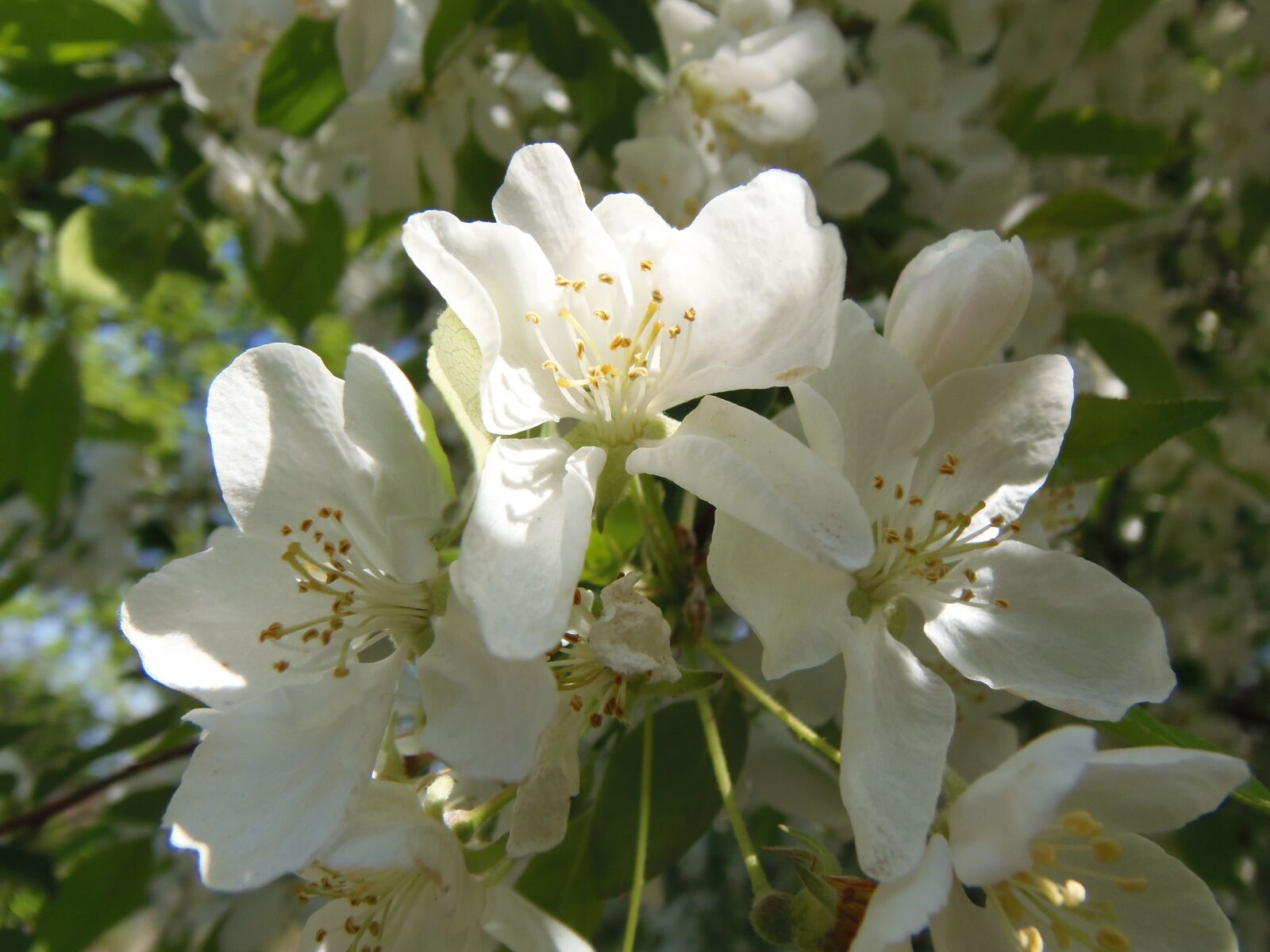 Olympus SP-810UZ sample photo. Spring, margaret island, flowers photography