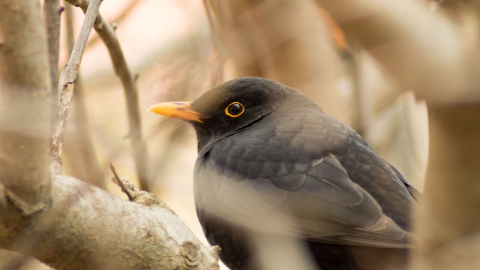 Sony SLT-A58 sample photo. Bird, macro, black photography