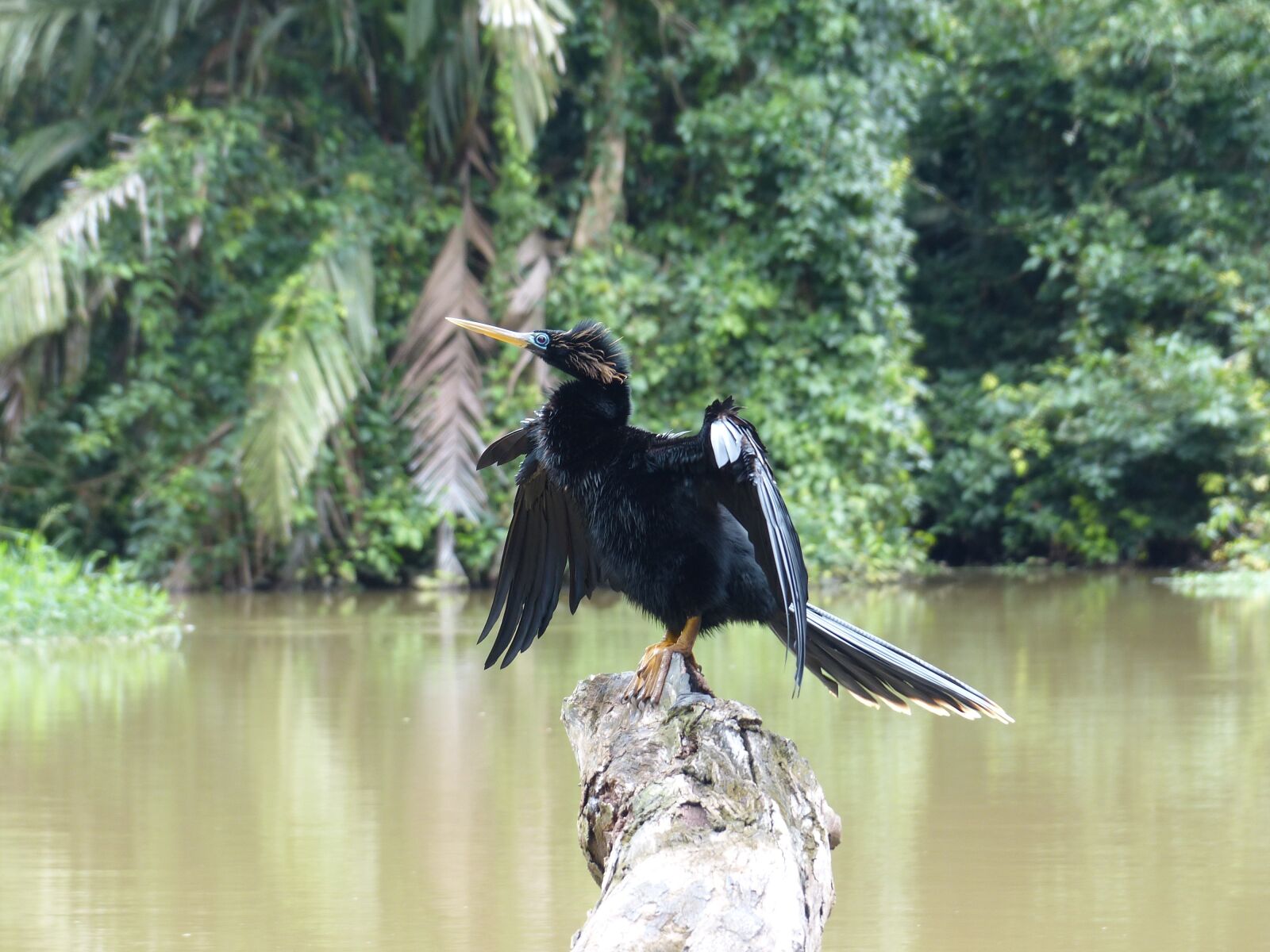 Panasonic Lumix DMC-FZ200 sample photo. Darter, anhingidae, bird photography