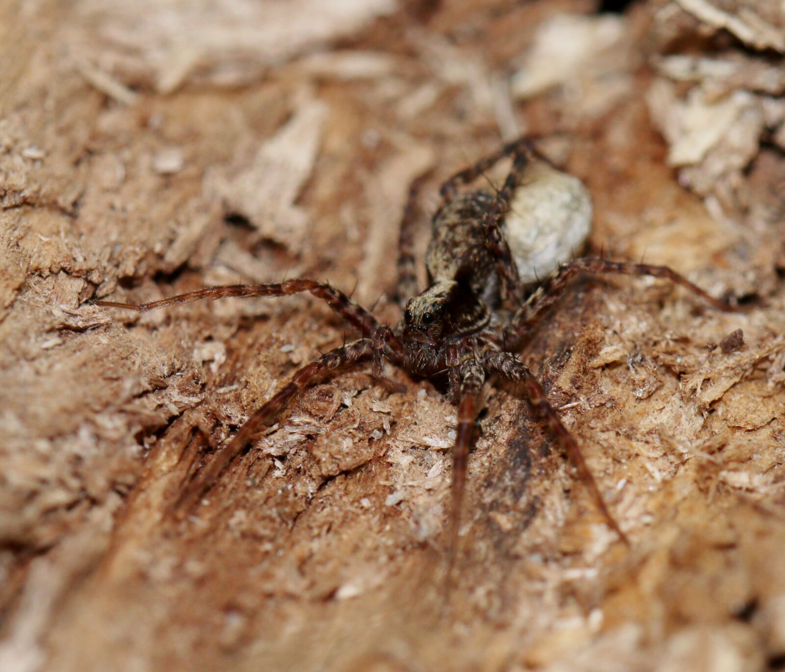 Canon EOS 80D sample photo. Spider, forest, nature photography