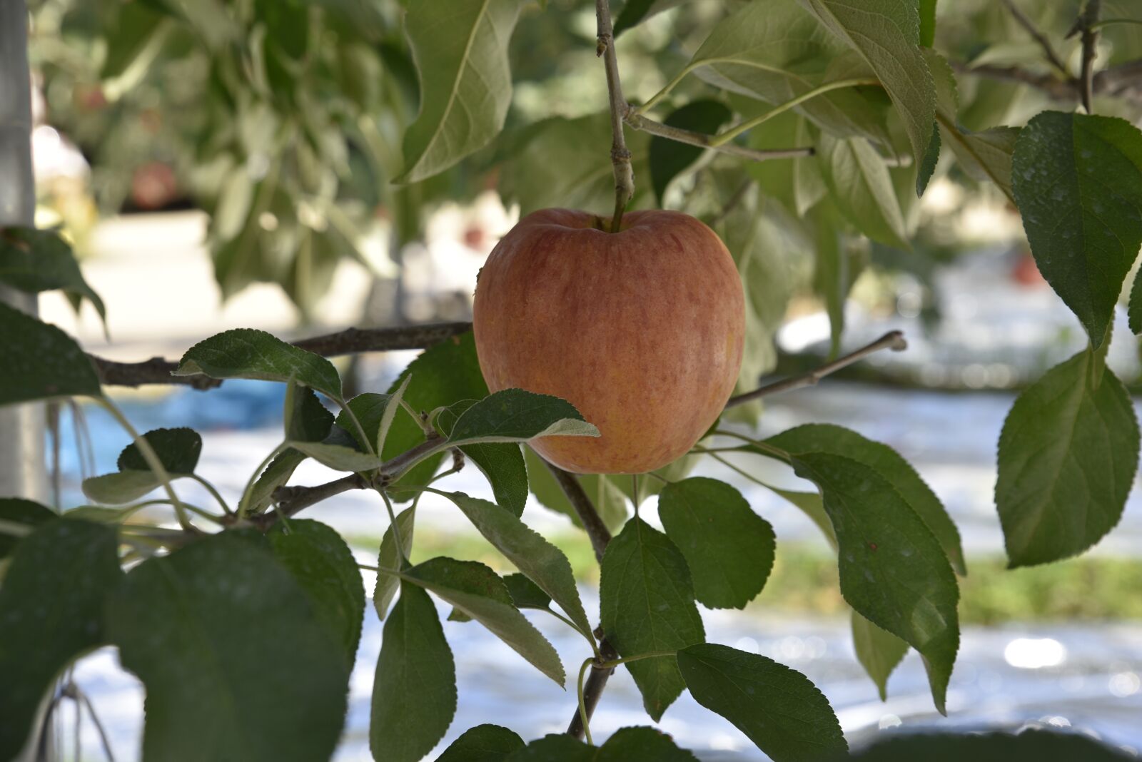 Nikon D750 sample photo. Apple, fruit, apple tree photography