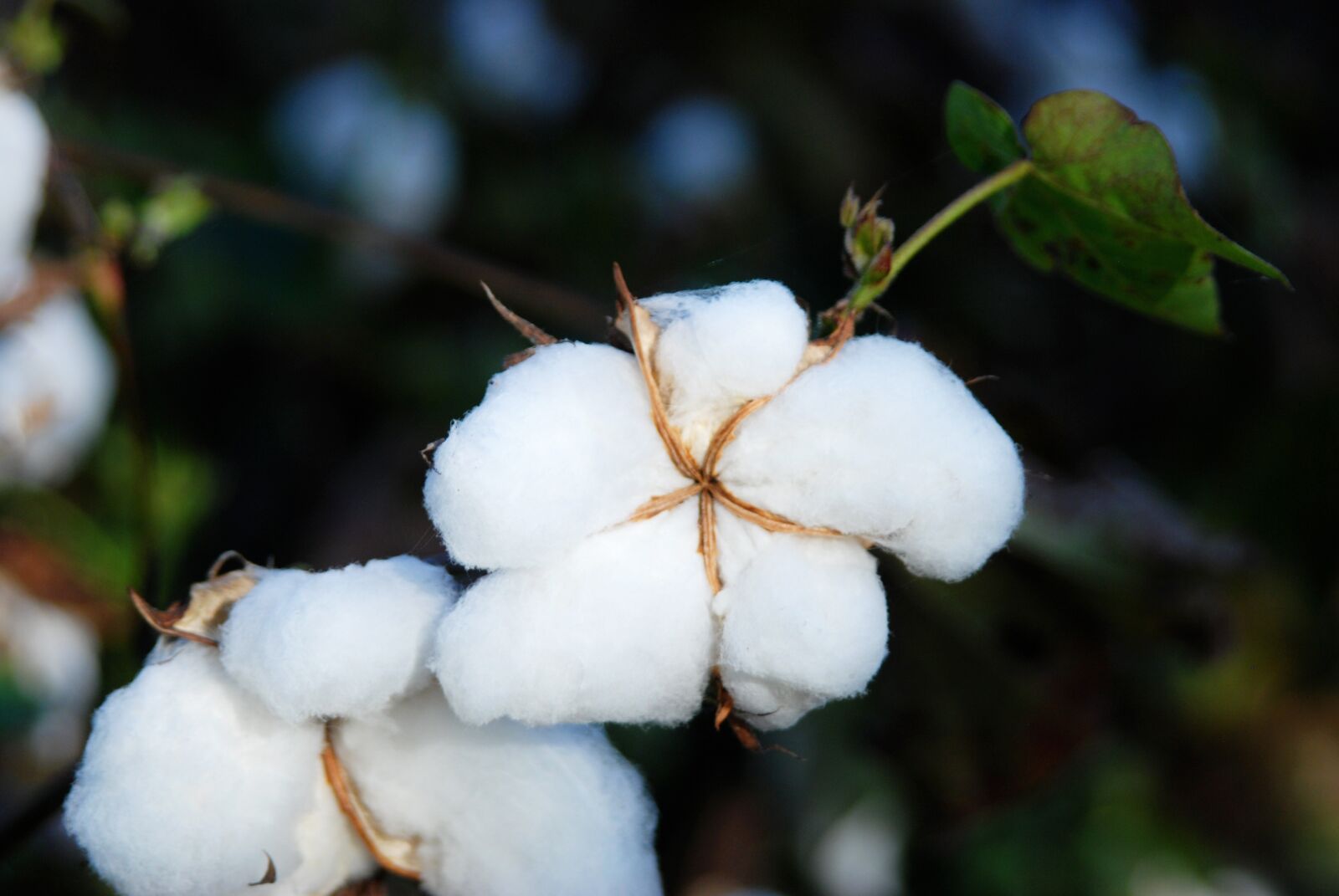 Nikon D80 sample photo. Cotton, cotton fields, snow photography