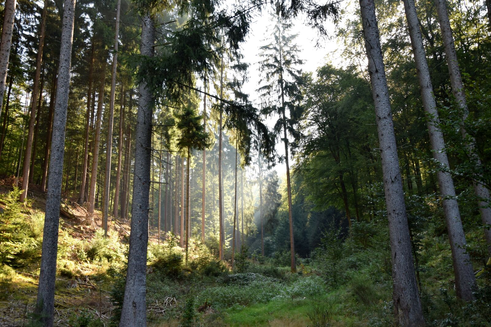 Nikon D5300 sample photo. Forest, morgenstimmung, light beam photography